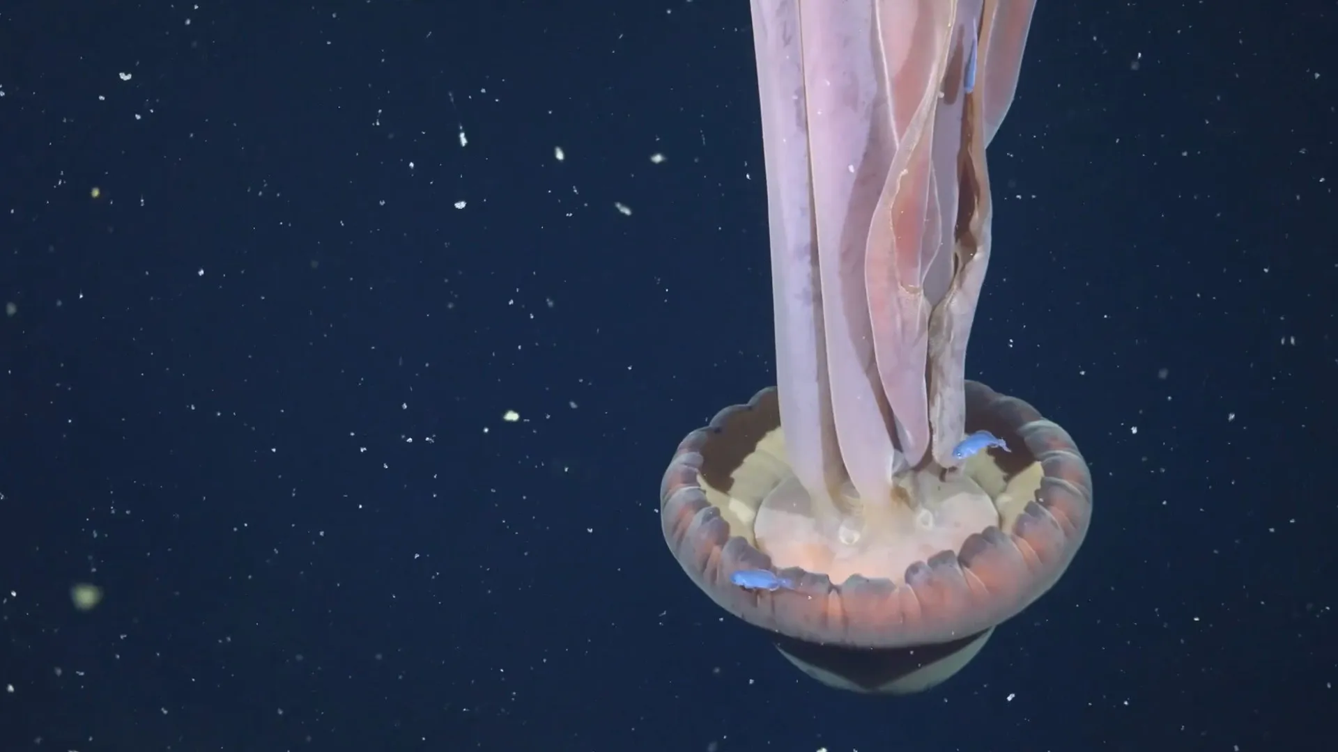 
                    Medusa gigante rara avistada nas profundezas da Argentina. Há vídeo
                