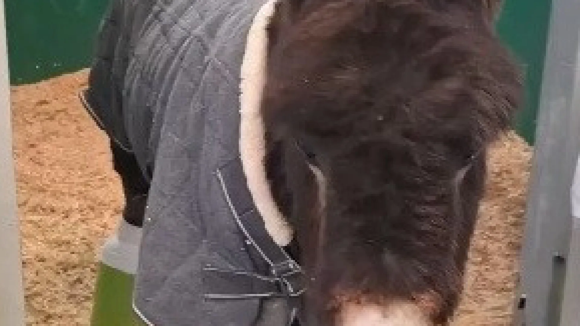 
                    Burro Pablete ganha nova vida após cirurgia inédita em Espanha
                