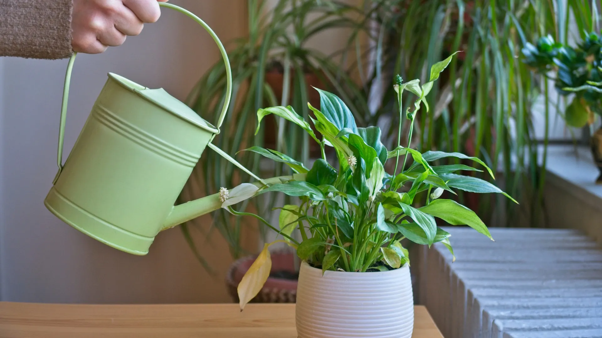
                    Nunca as regue assim! Estas plantas não se dão bem com água da torneira
                