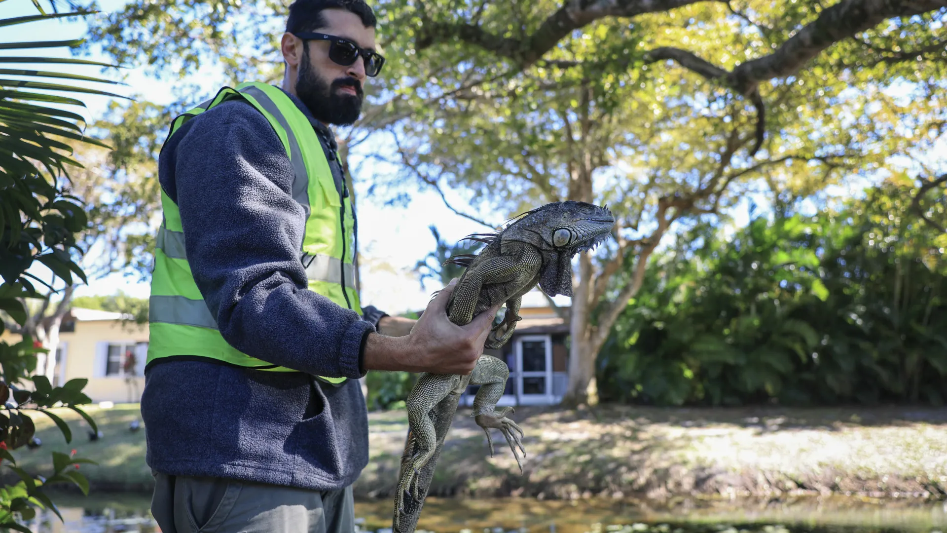 Iguanas continuam a cair das árvores na Florida (e há 5 mil eutanasiadas)