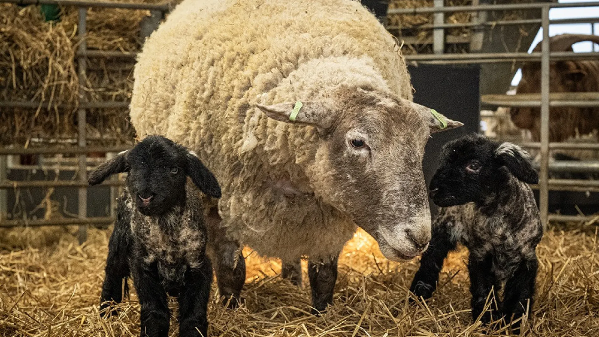 
                    Fiona, a ovelha mais solitária da Grã-Bretanha, foi mãe. 
