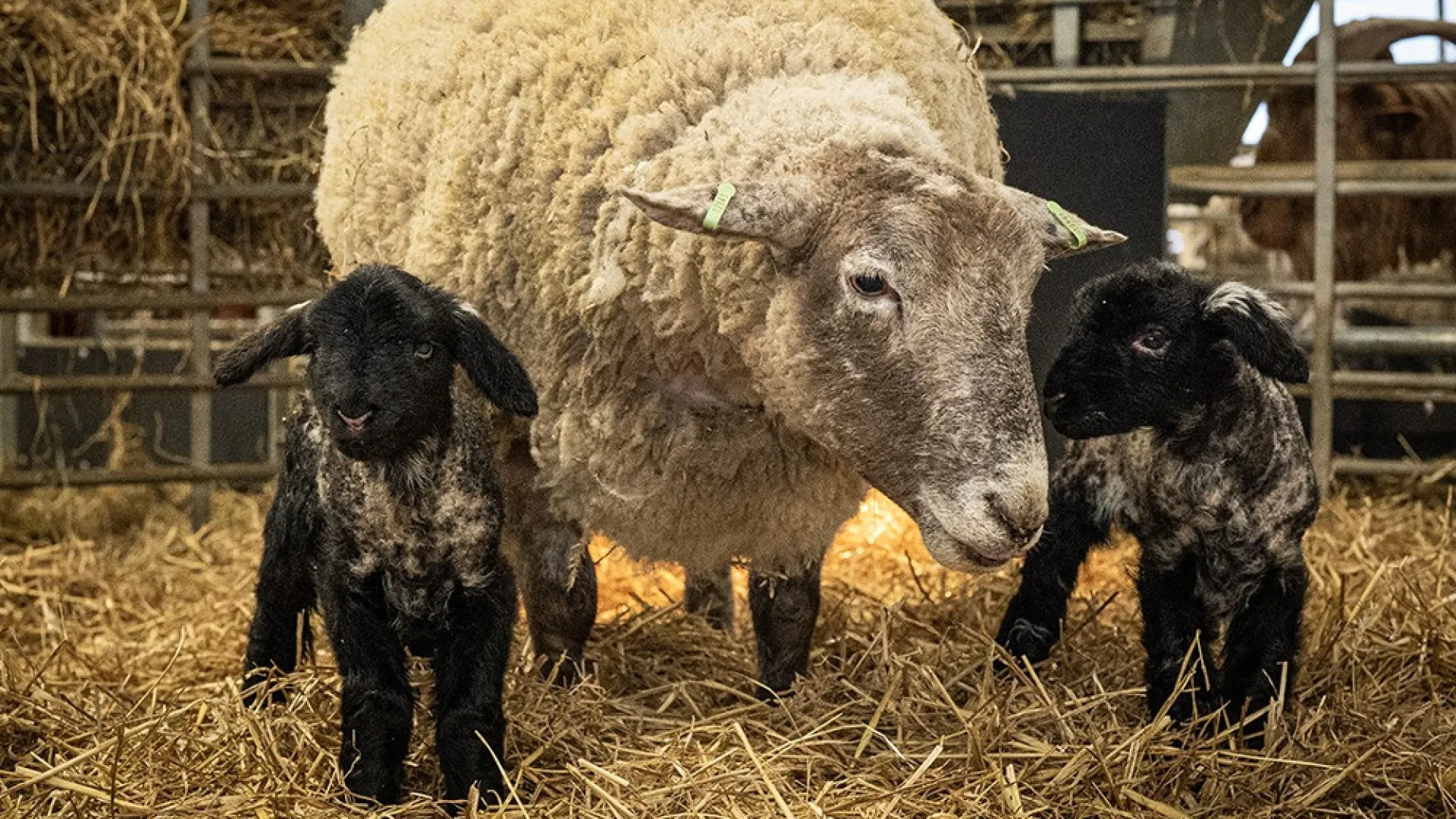 Fiona, a ovelha mais solitária da Grã-Bretanha, foi mãe. "Superestrela"