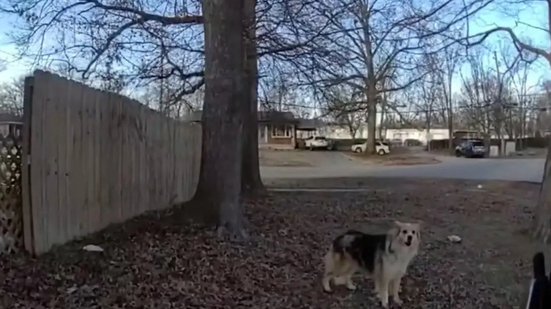 Cão ajuda polícia a encontrar criança de 3 anos dada como desaparecida