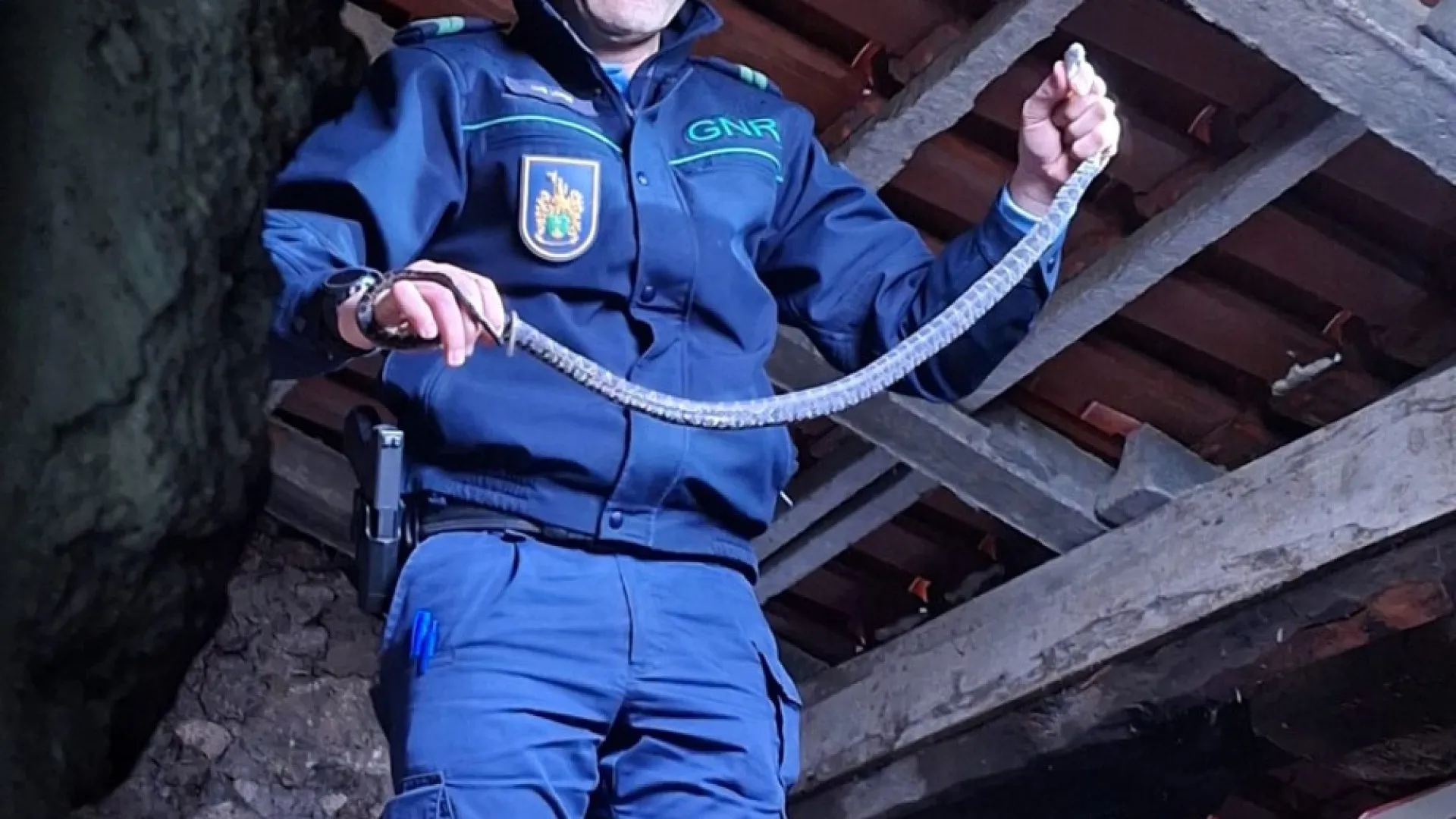 
                    GNR resgata cobra-ferradura de sótão de casa em Seia
                