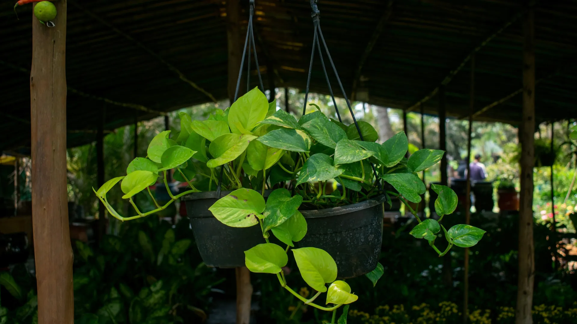
                    Há uma super planta que limpa o ar 30 vezes mais do que as plantas comuns
                