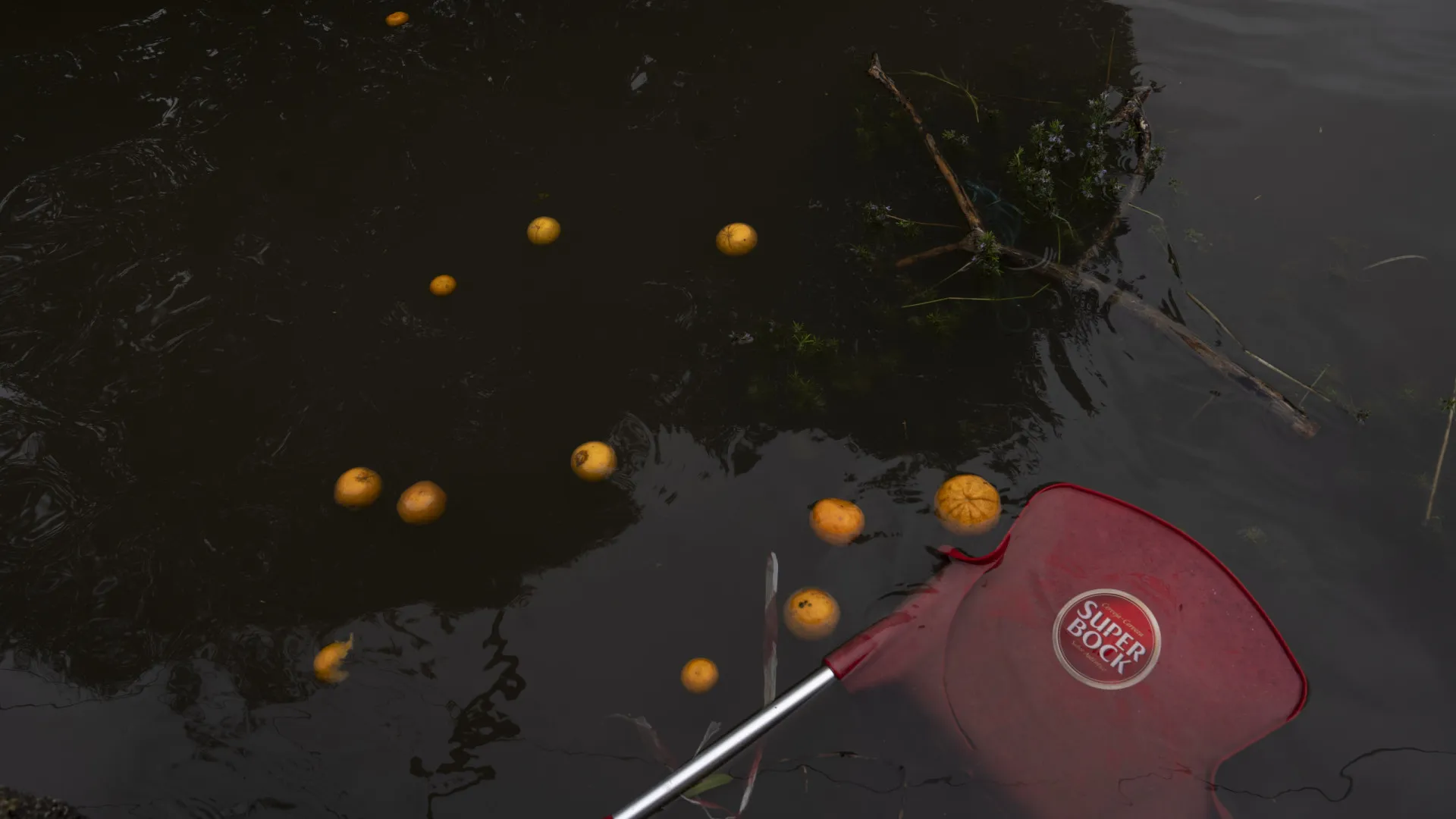 
                    Associação citrícola algarvia estima perda na produção entre 25 e 40%
                