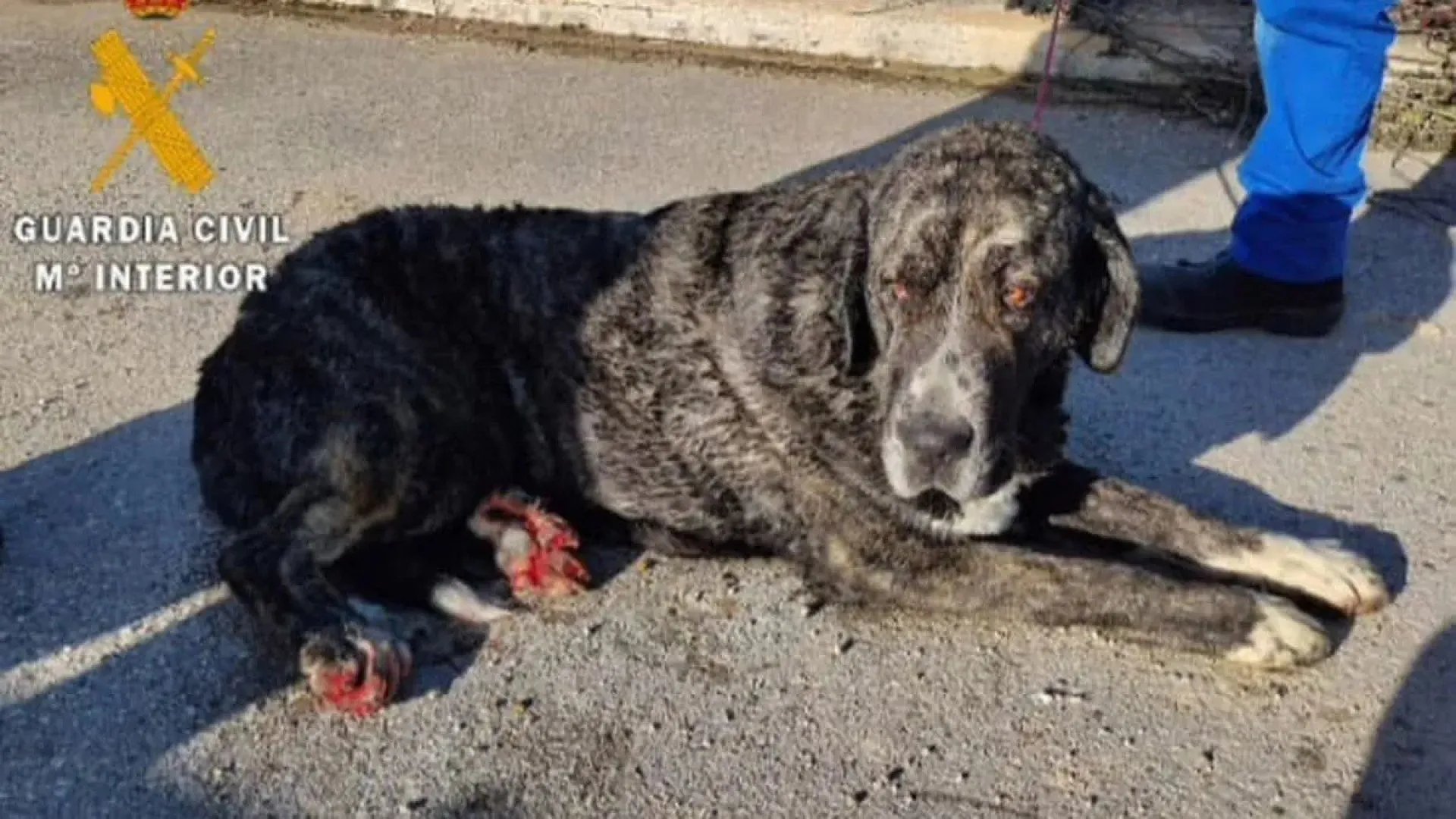 
                    Cão de mais de 60kg resgatado do Canal de Navarra. Estaria preso há muito
                