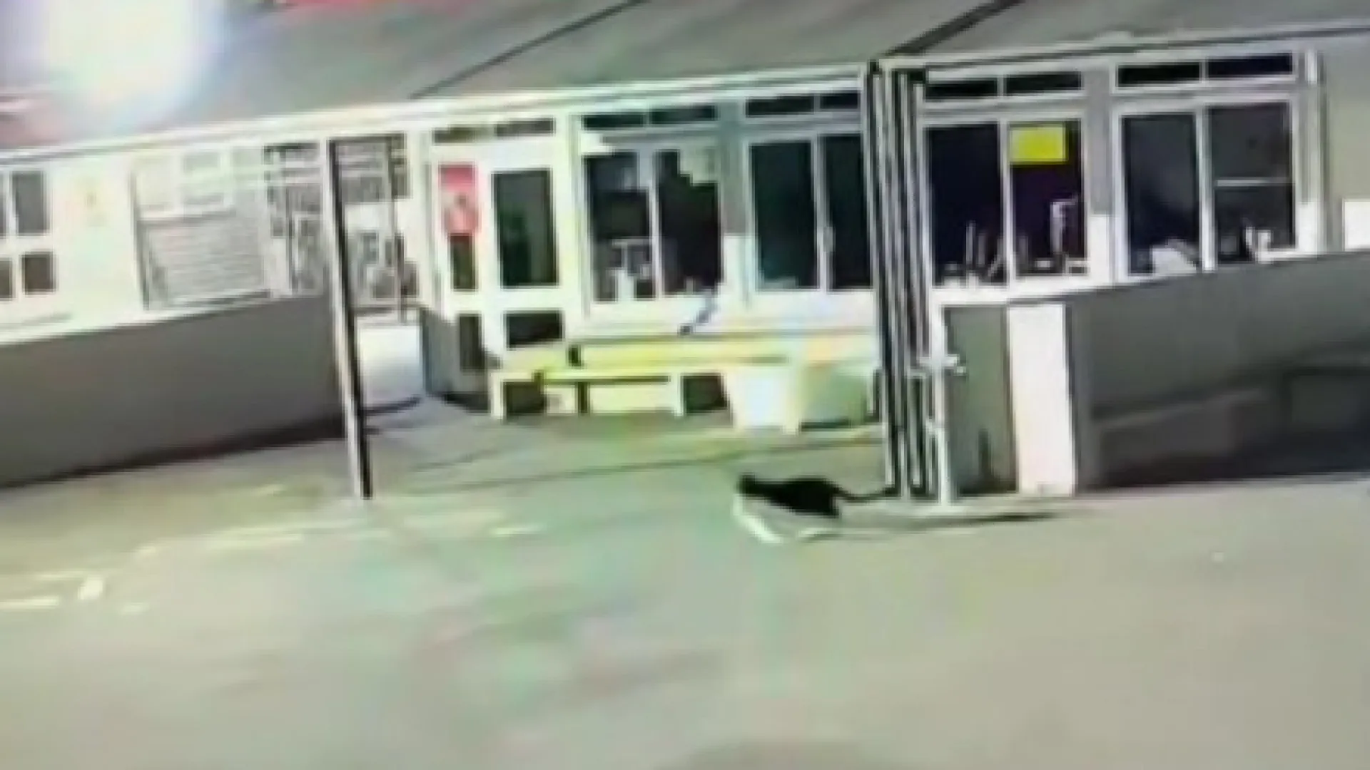 
                    Toalhas e roupa interior desapareciam de escola há um ano: Gato é culpado
                