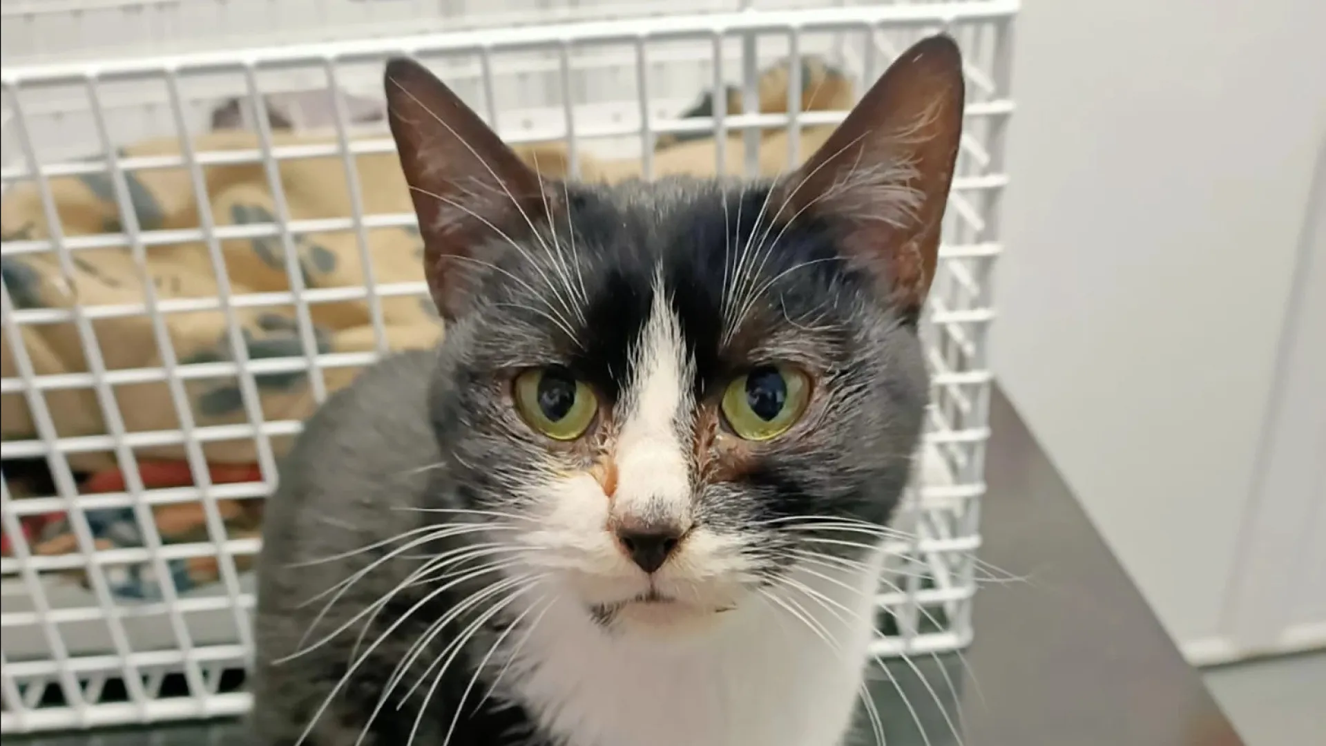 
                    Gata viaja 24 km no capô de um carro em Inglaterra. Associação faz apelo
                