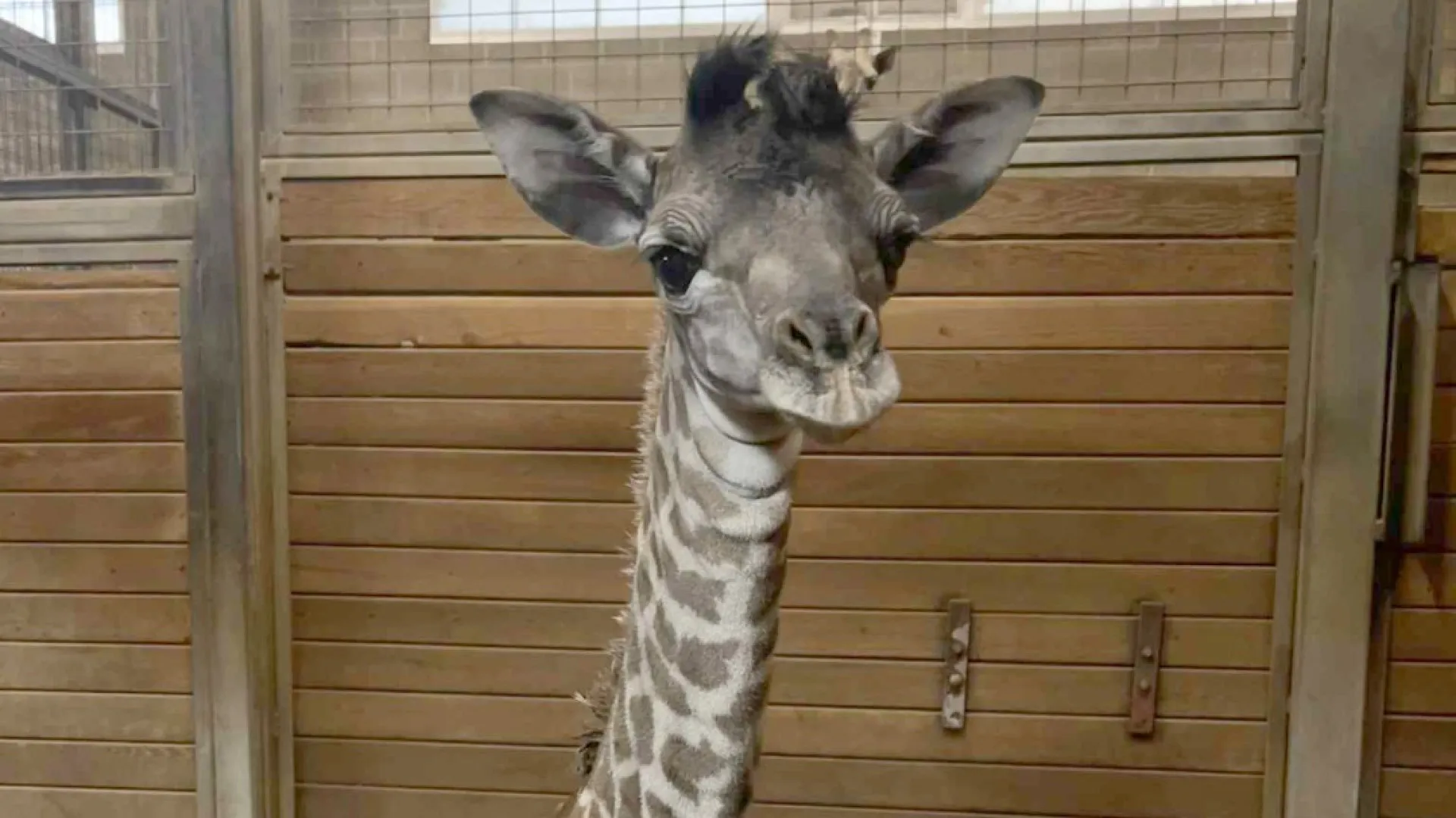 
                    Nasce nova girafa em vias de extinção em zoo dos EUA (a 3.ª em 4 meses)
                