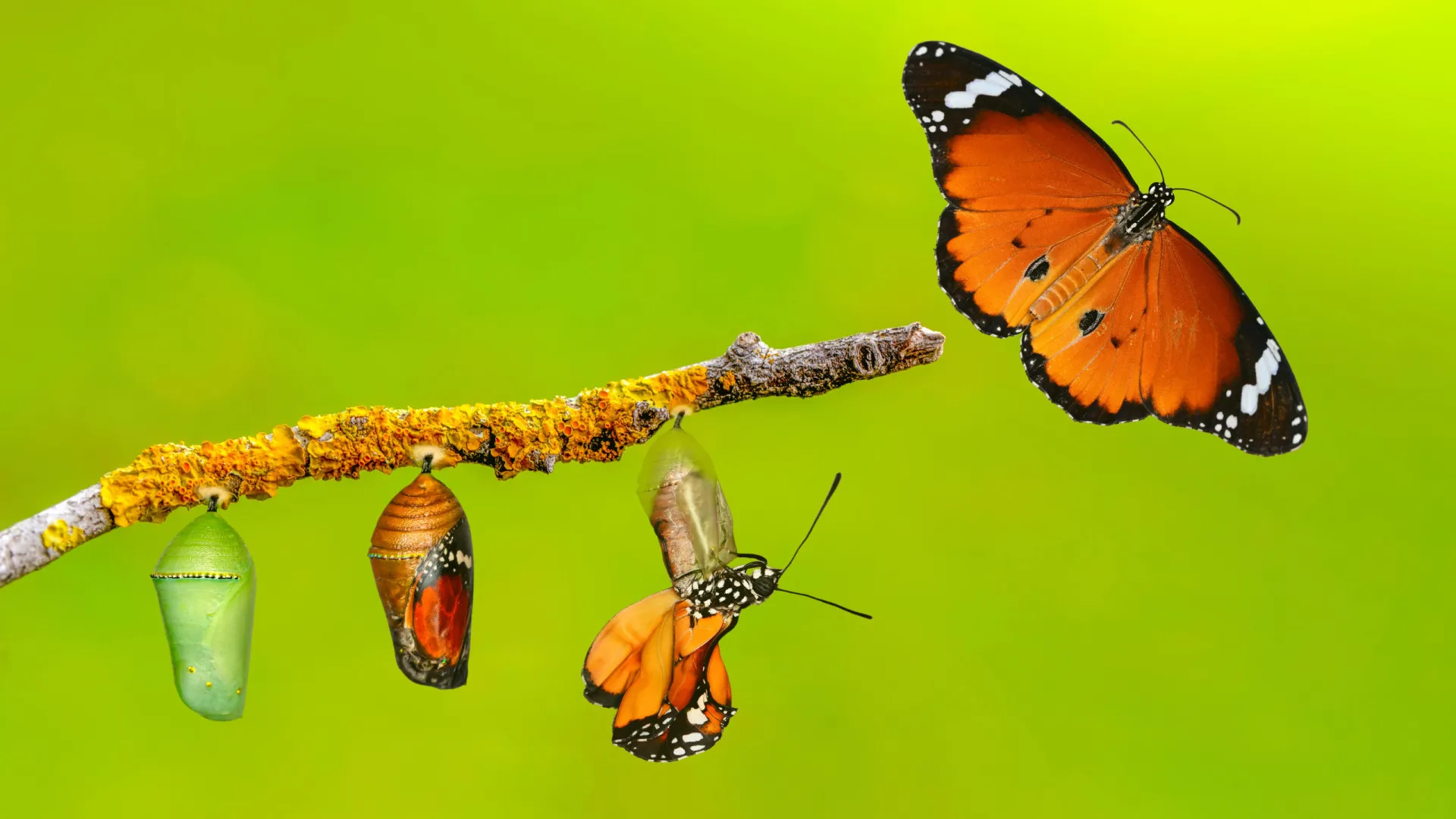 
                    A vida destes 4 signos vai mudar drasticamente até ao final do mês
                