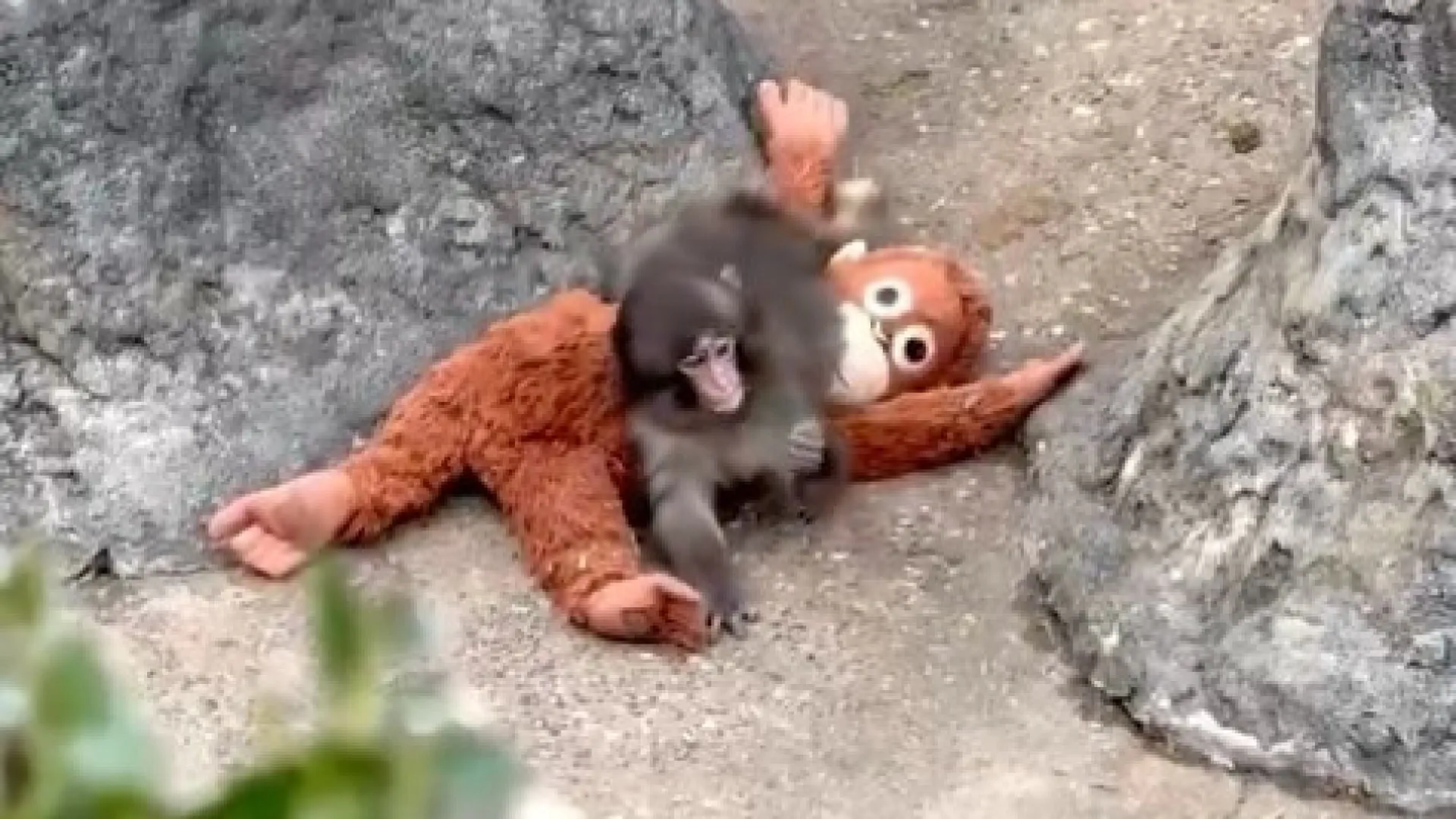 
                    Punch encontrou estabilidade emocional em peluche após abandono. Ora veja
                