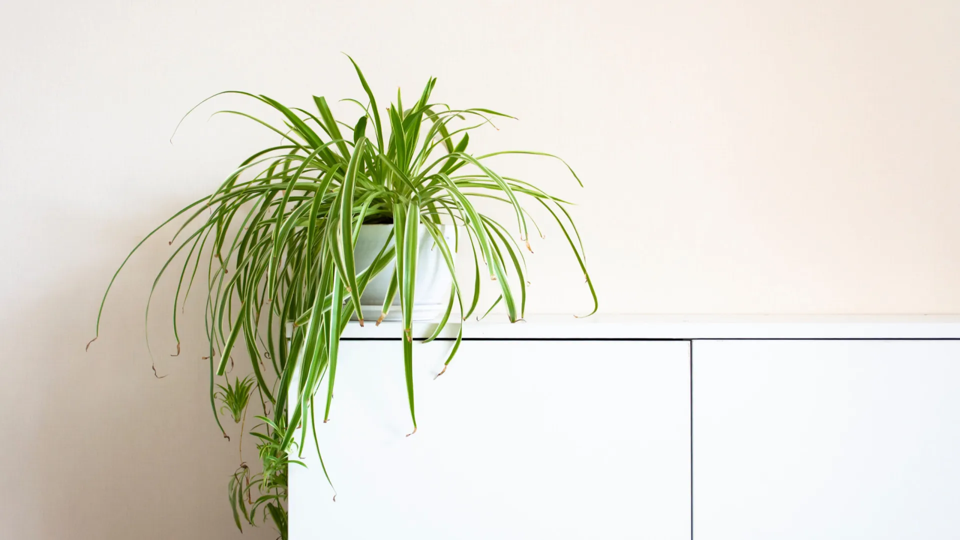 
                    Como recuperar a sua planta-aranha que parece não ter salvação
                