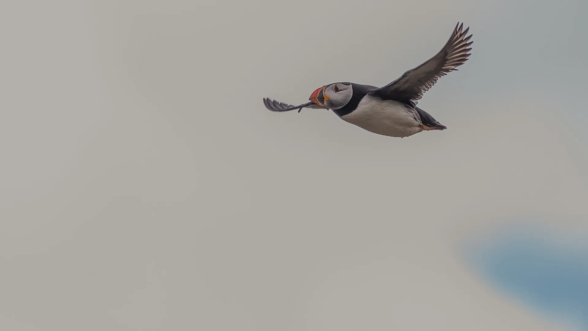 
                    Mais de mil papagaios-do-mar encontrados mortos na costa portuguesa
                