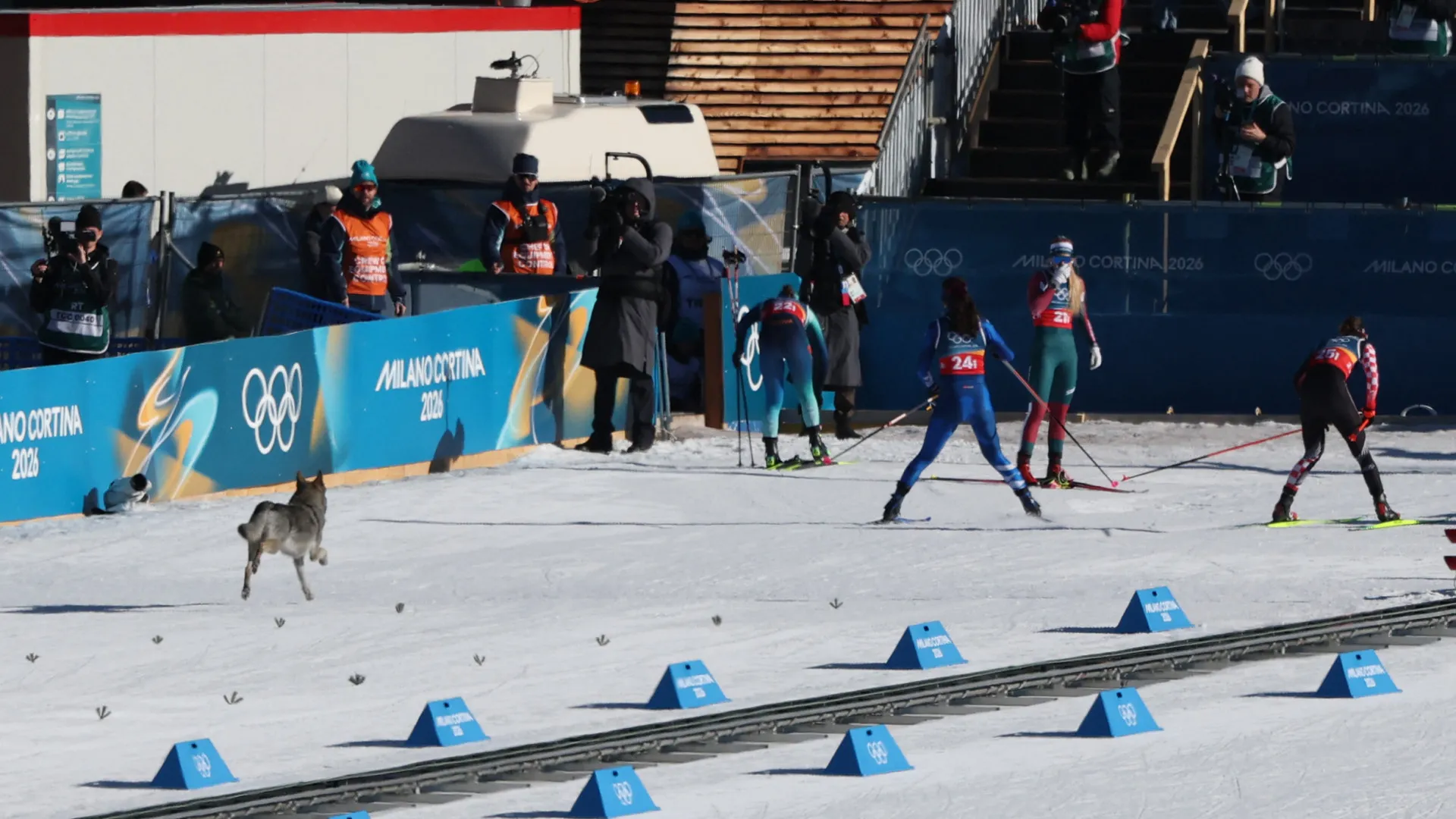
                     Cão-lobo invade Jogos de Olímpicos de Inverno e rouba todas as atenções
                