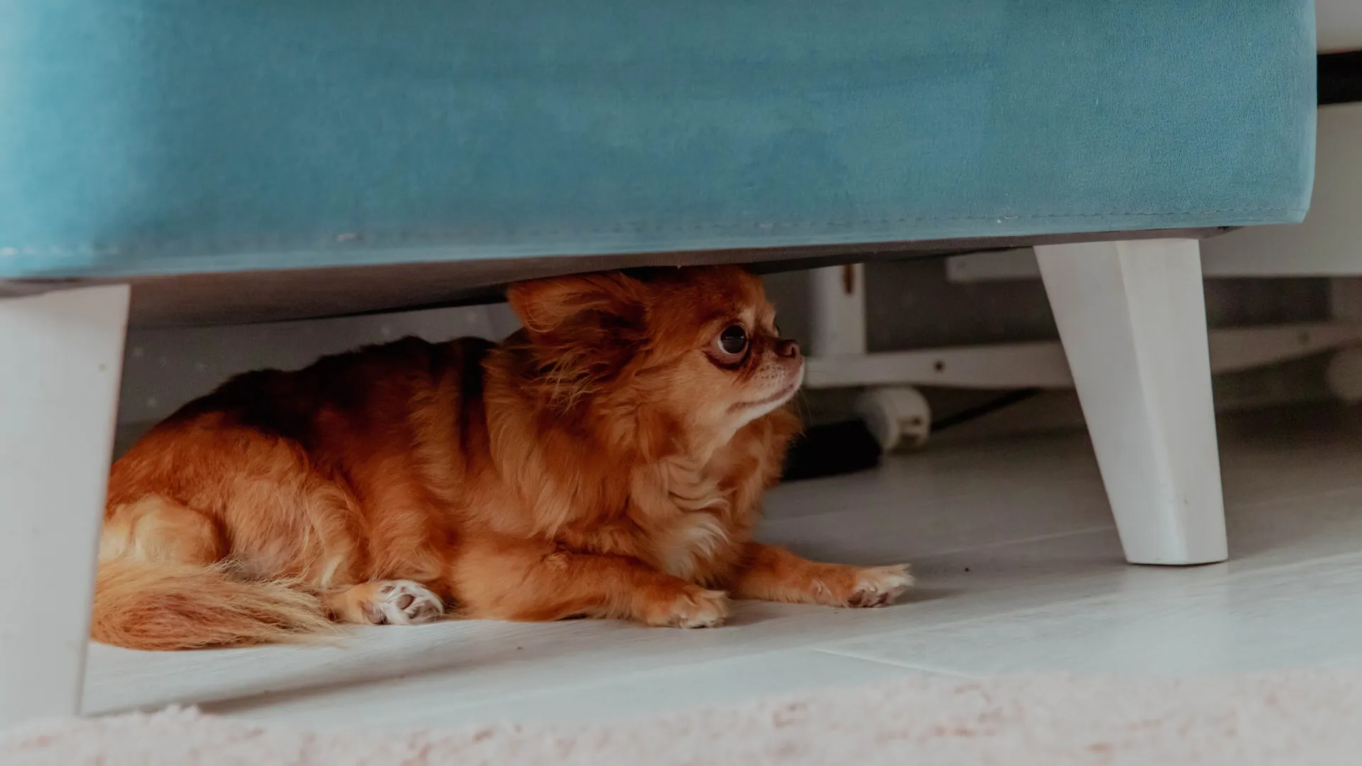 
                    Sismo. O impacto nos animais de estimação e como acalmá-los
                