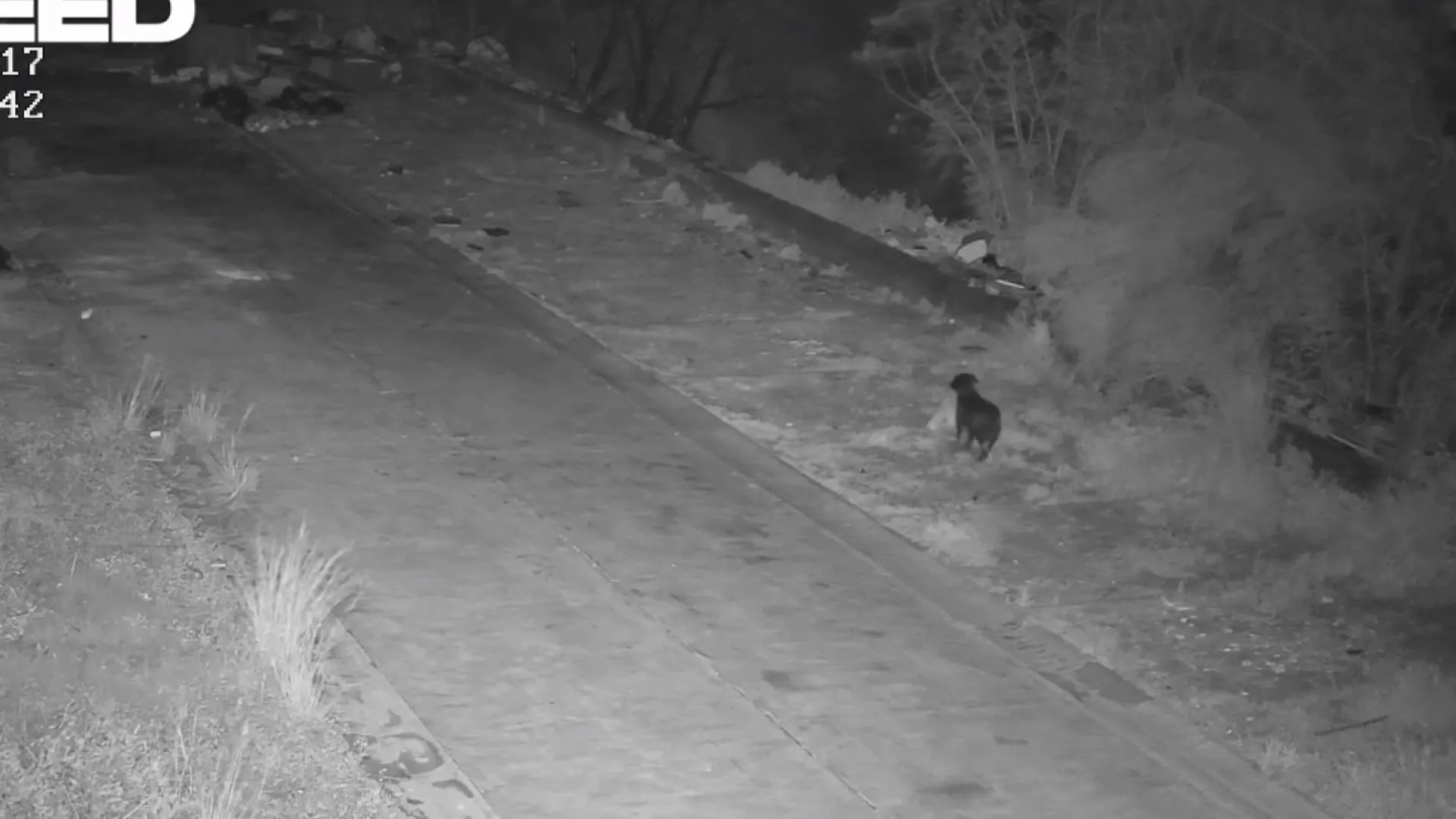 
                    Homem treina cão para deixar lixo na rua e escapar às câmaras na Sicília
                