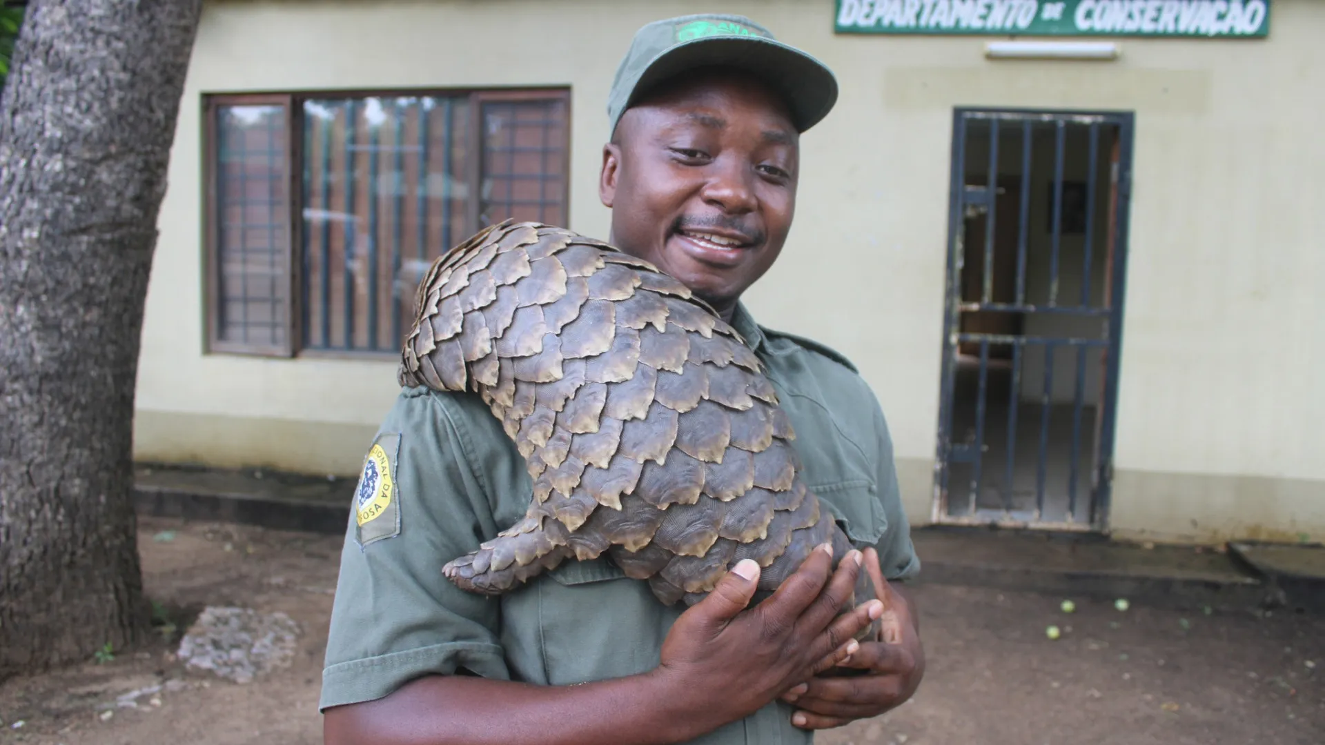 
                    Parque moçambicano da Gorongosa recuperou 160 pangolins no mercado ilegal
                