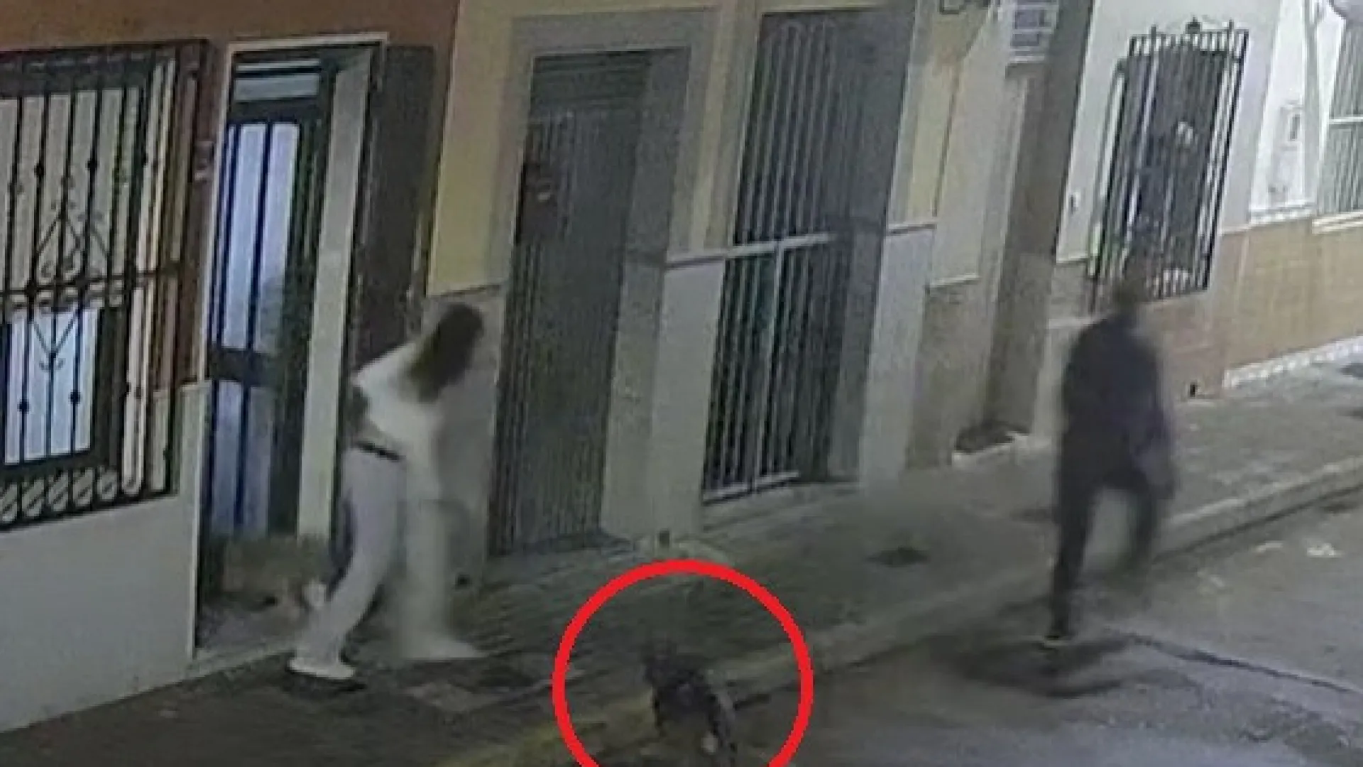 
                    Cão salva dona de sequestro. Suspeito detido meses depois (com mordidela)
                