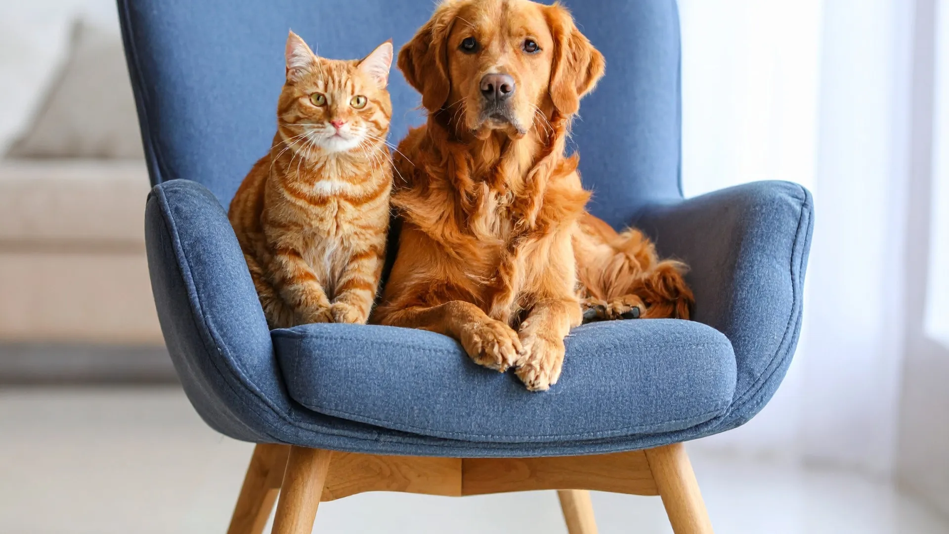 
                    É seguro beijar o seu cão ou o seu gato? Especialistas revelam riscos
                