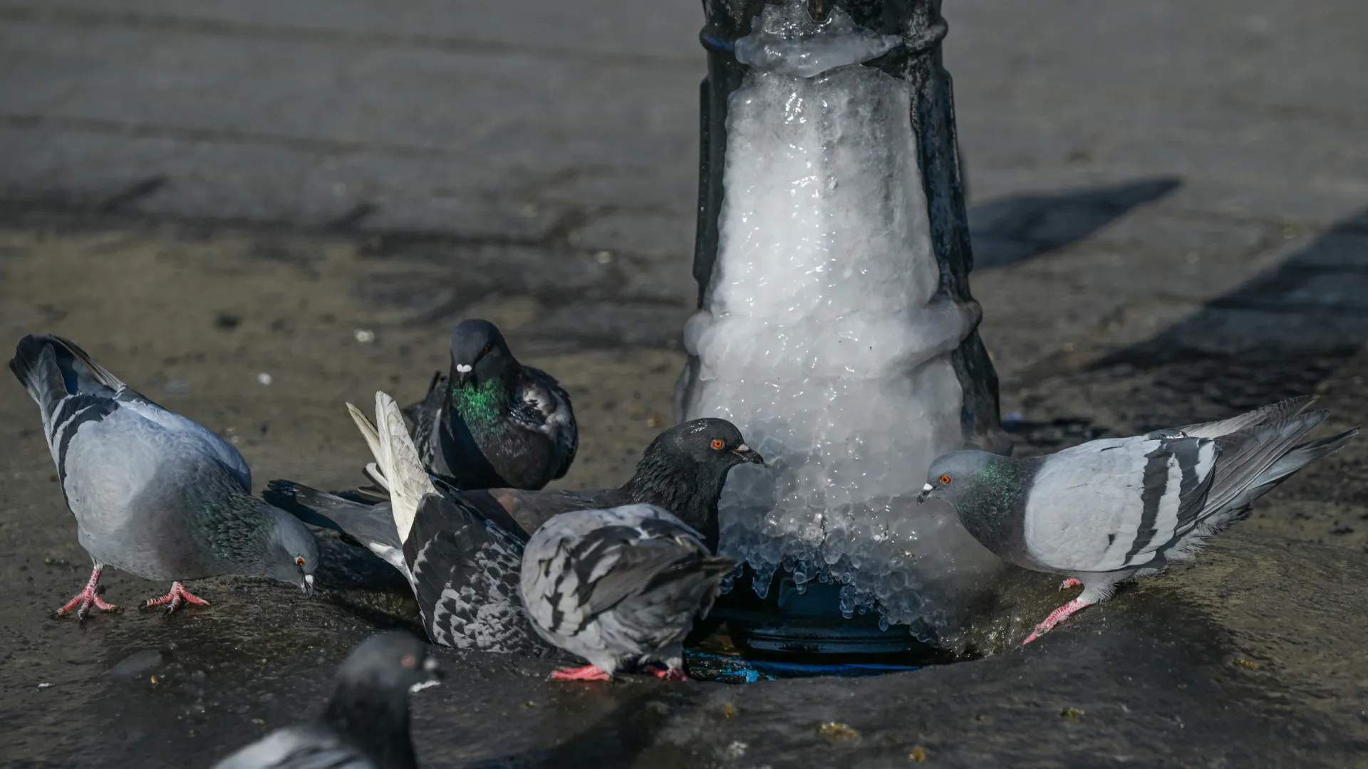 
                    Pombal junto a creche na freguesia lisboeta de Marvila gera polémica
                