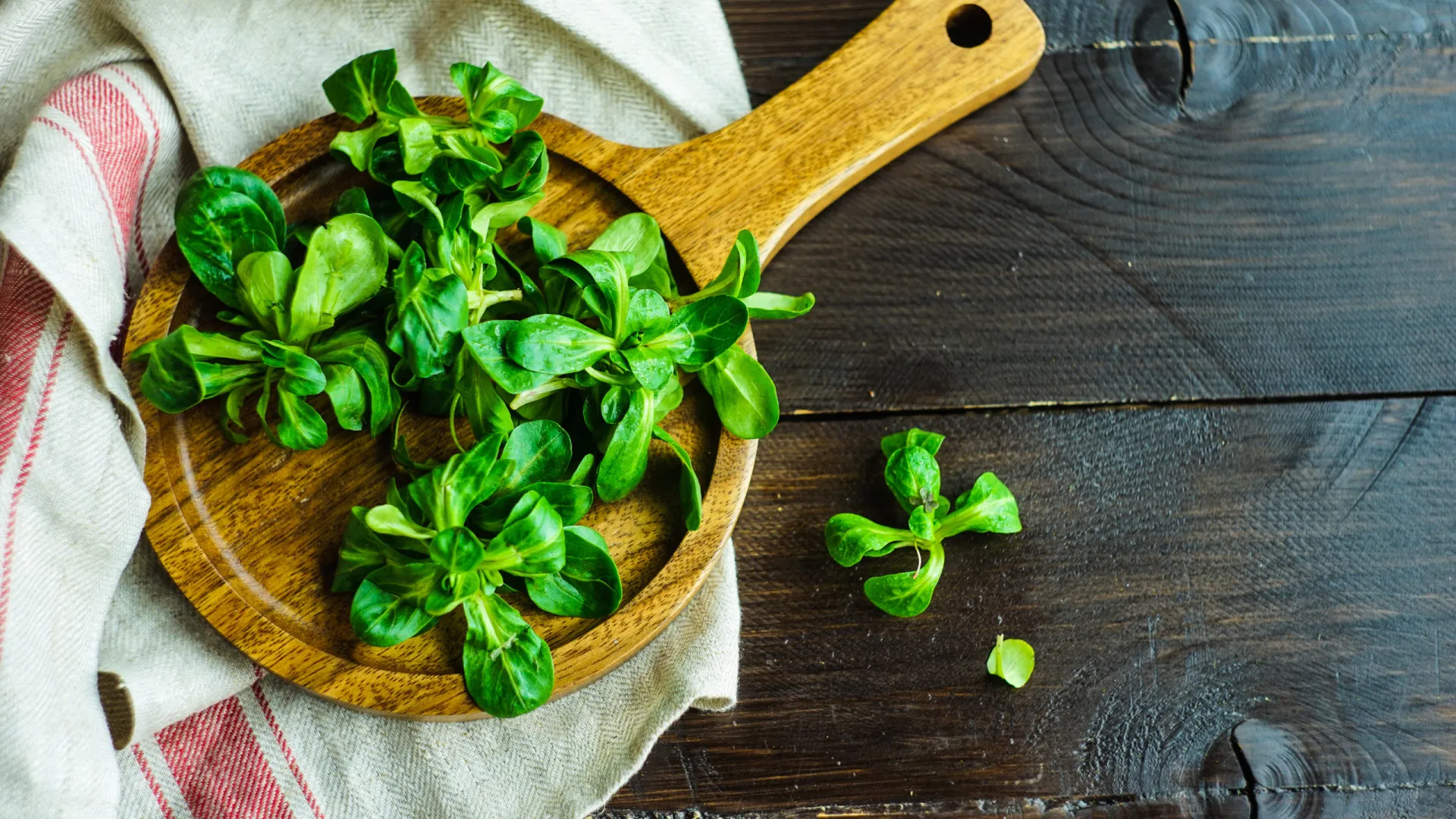 
                    Canónigos. A alternativa à alface com mais nutrientes e poucas calorias
                