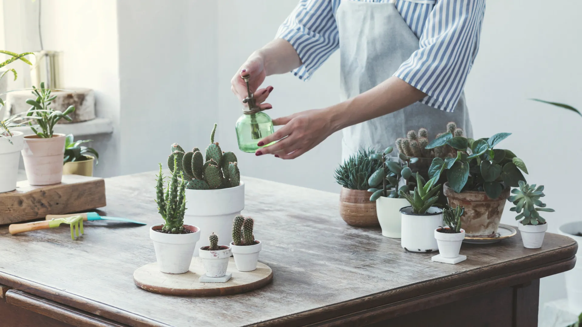 
                    Com que frequência se deve regar cactos para os manter saudáveis?
                