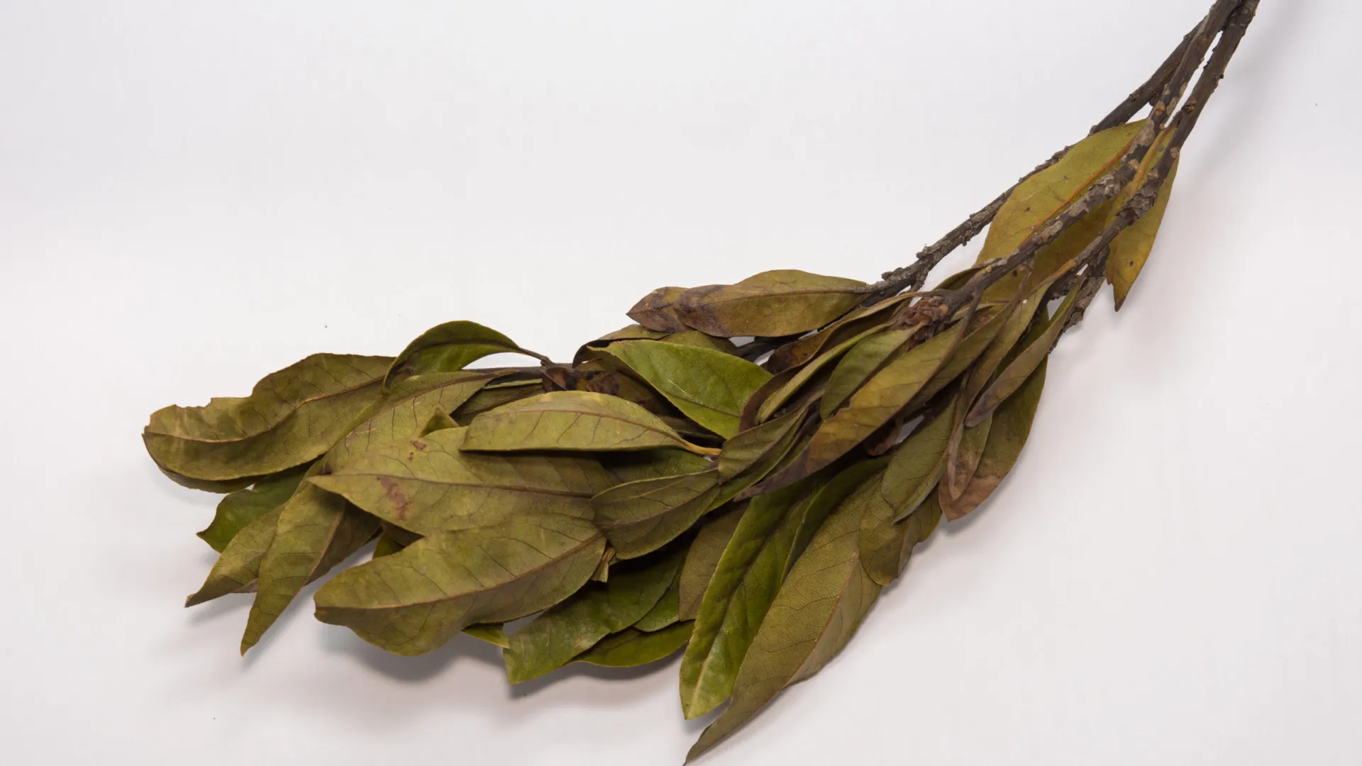 
                    Quase ninguém sabe que se pode dar este uso às folhas de louro
                