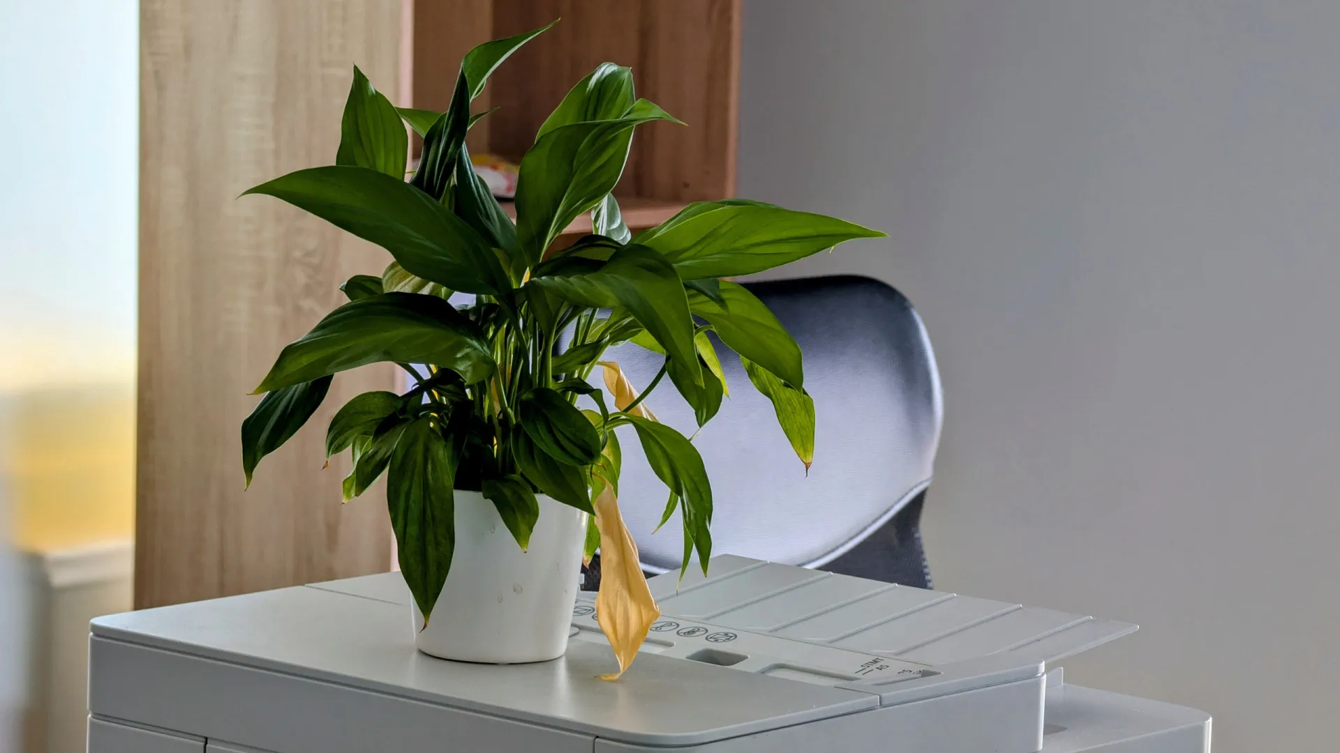 
                    Planta da sorte a murchar? 3 possíveis causas e como resolver o problema
                