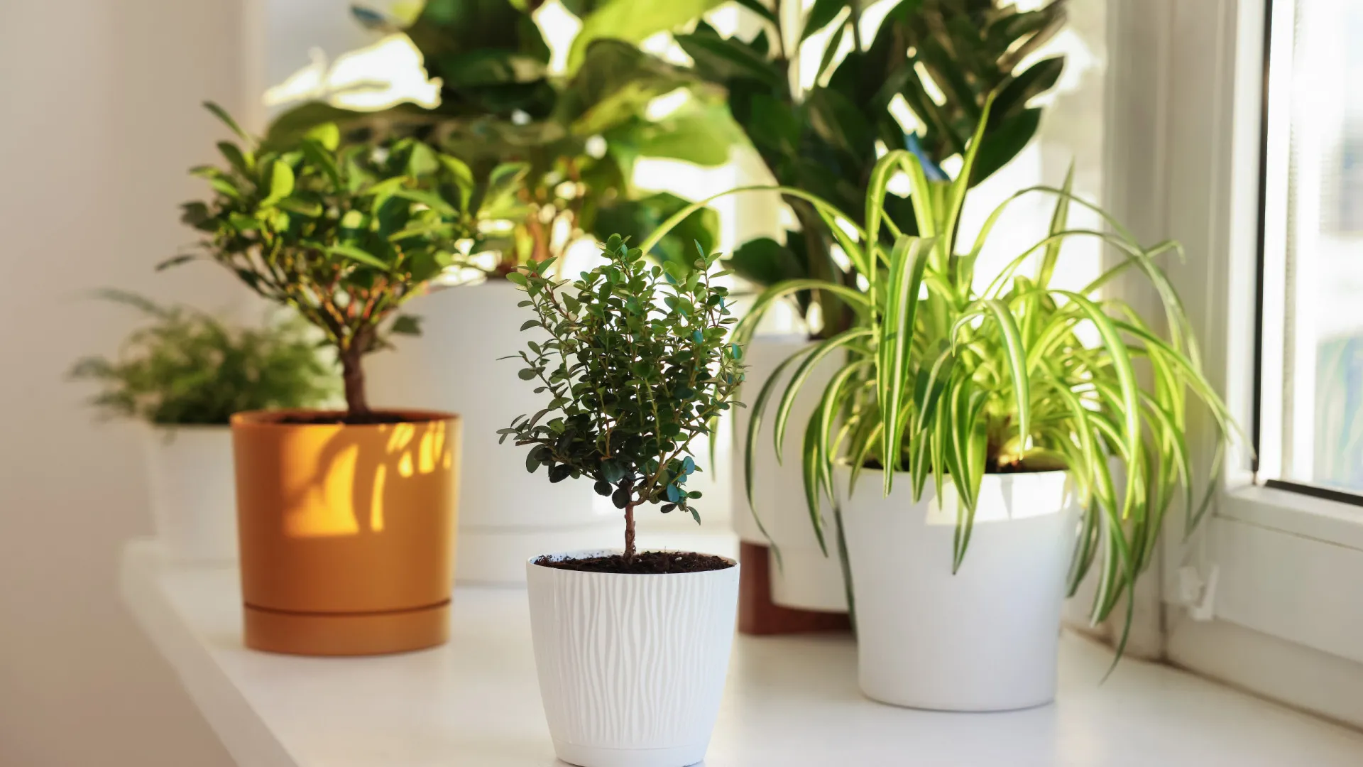 
                    Plantas fortes e saudáveis! O truque (moderno) aprovado por jardineiros 
                