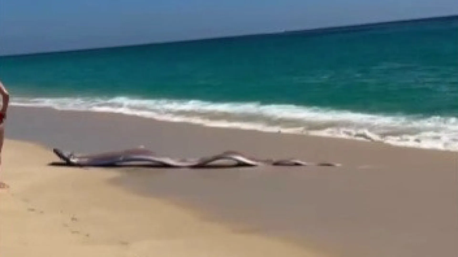 
                    Peixe raro das profundezas do mar dá à costa em praia no México
                