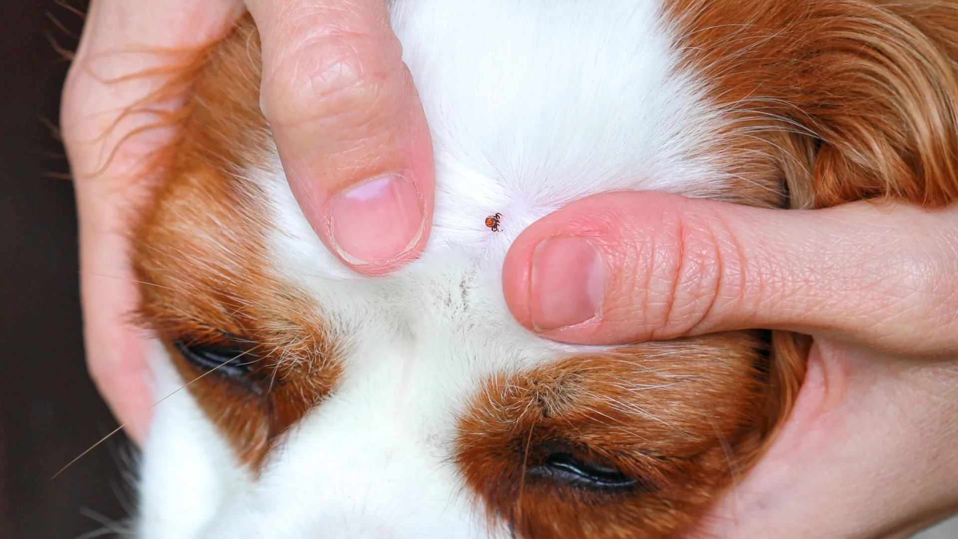 
                    Patudo com pulgas? 8 remédios caseiros para afastar estes parasitas
                