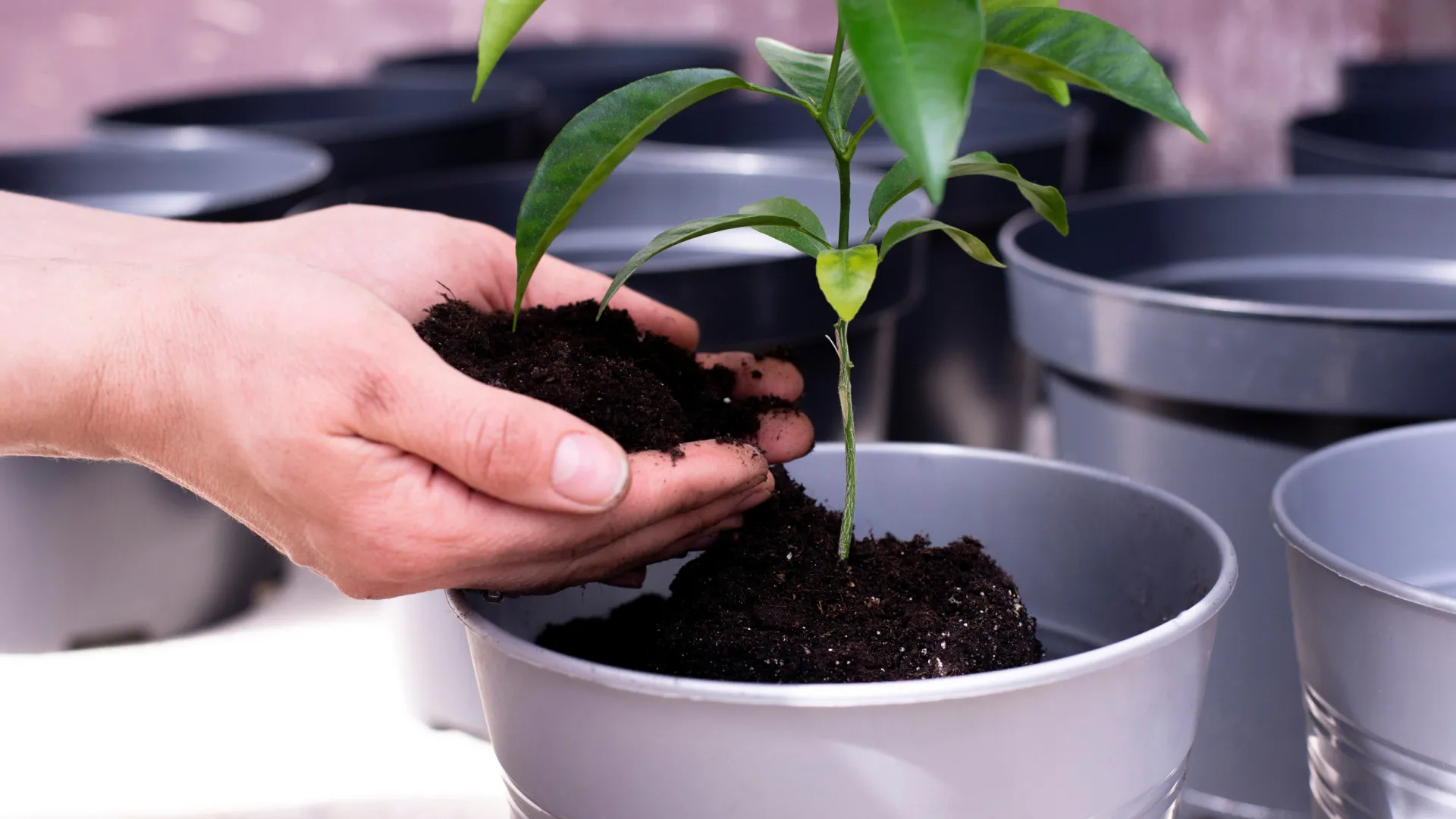 
                    As borras (ou restos) de café fazem bem às plantas. Mito ou verdade?
                