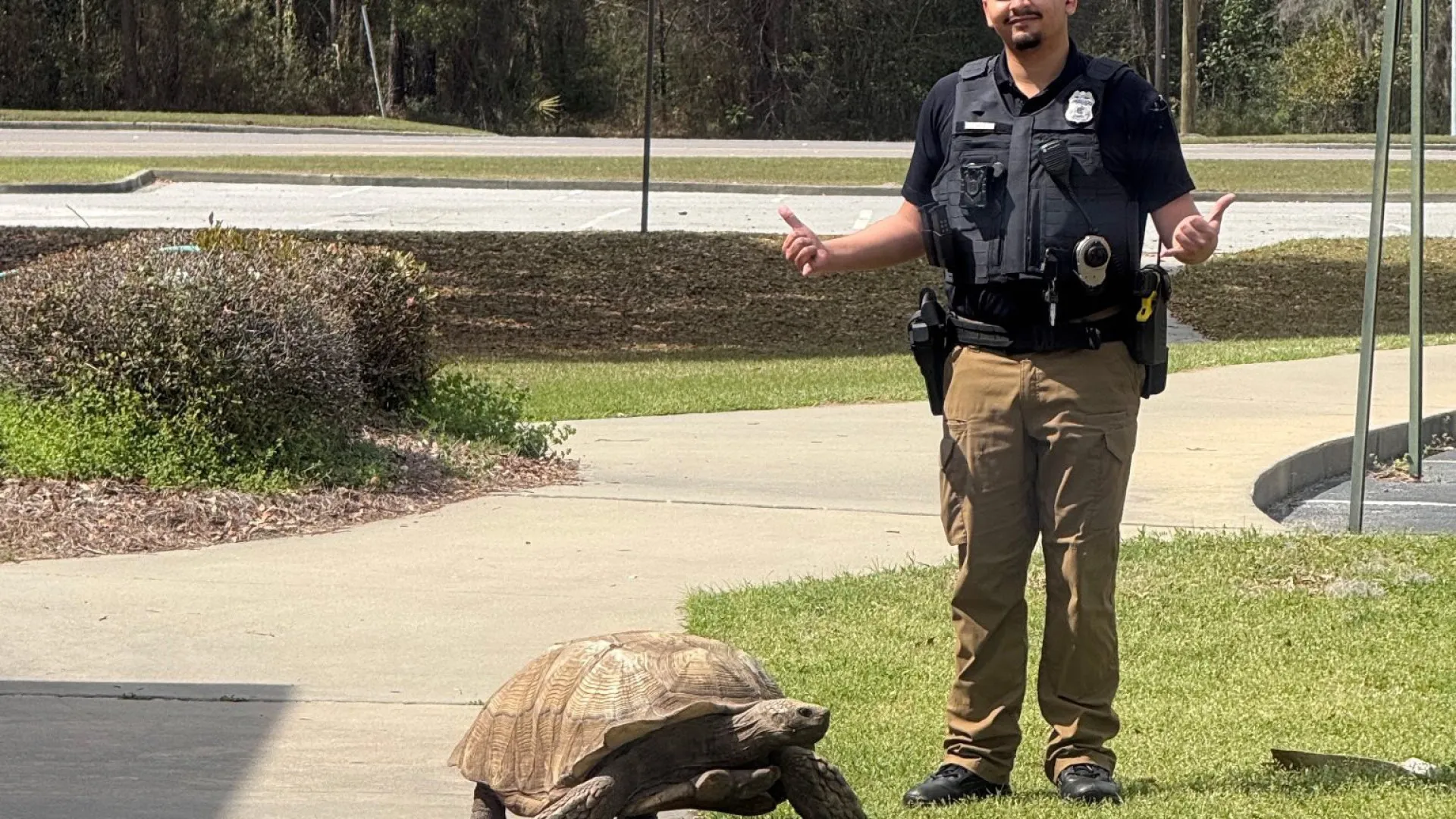 Tartaruga escapa de escola e percorre "distância surpreendente" nos EUA