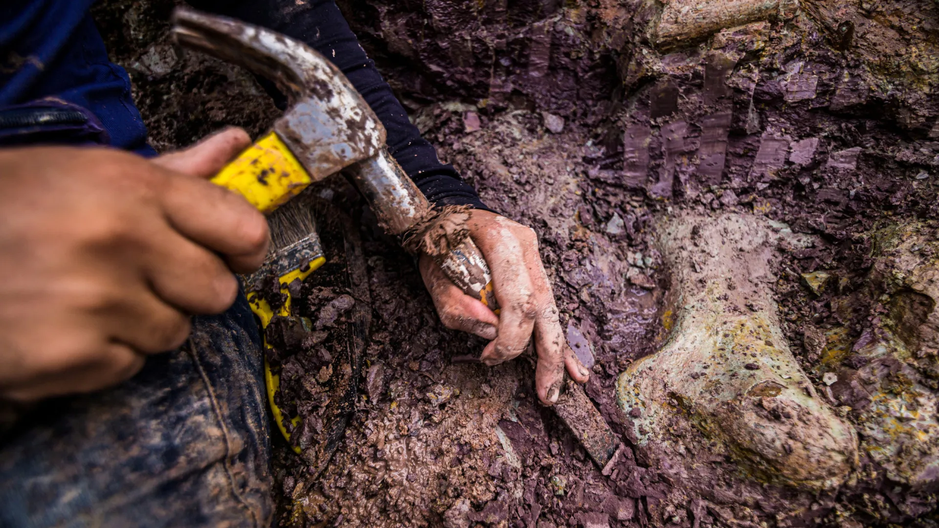 Fóssil descoberto no Brasil em 2021 tem ligações a Espanha
