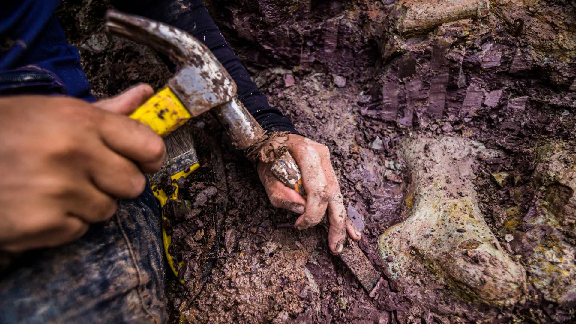 Fóssil descoberto no Brasil em 2021 tem ligações a Espanha