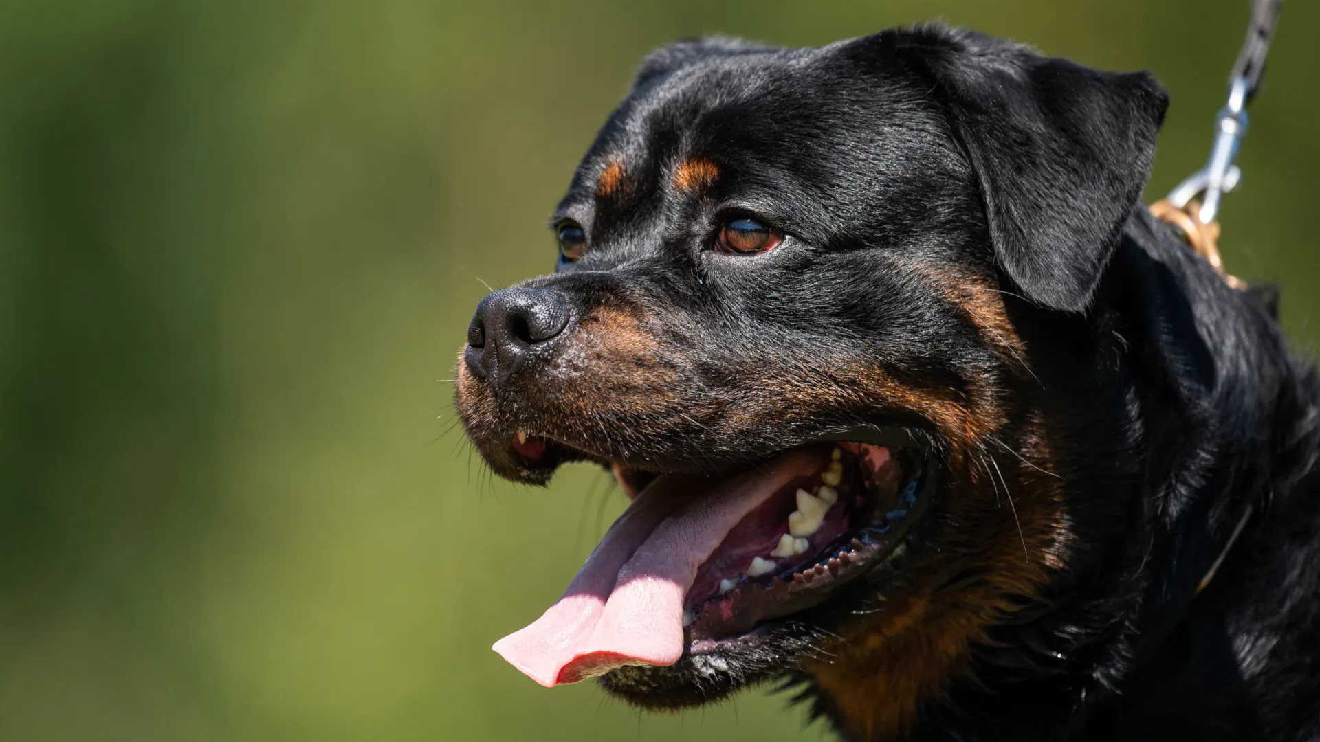 Cães “potencialmente” perigosos: Quais são? E o que devem fazer os donos?