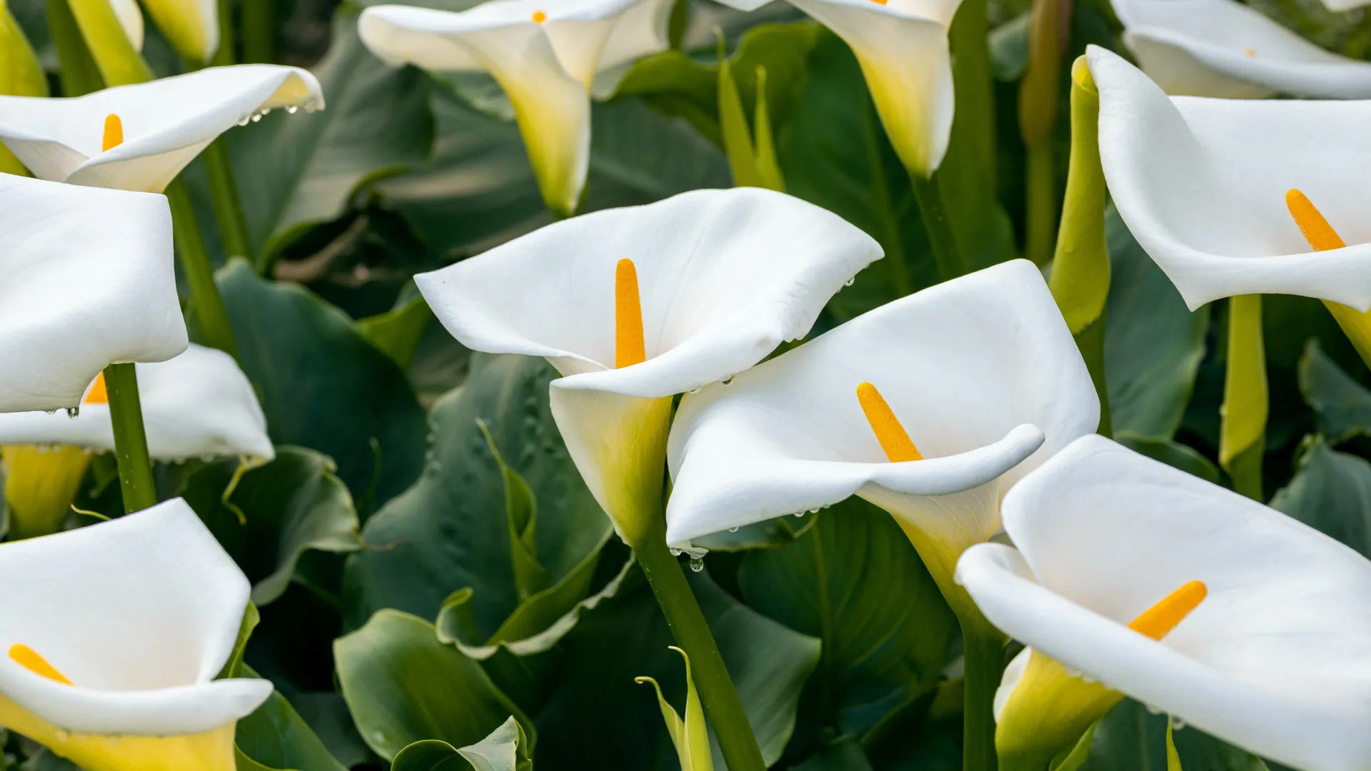 
                    Jarros: Como cuidar de uma das plantas mais cultivadas em Portugal
                