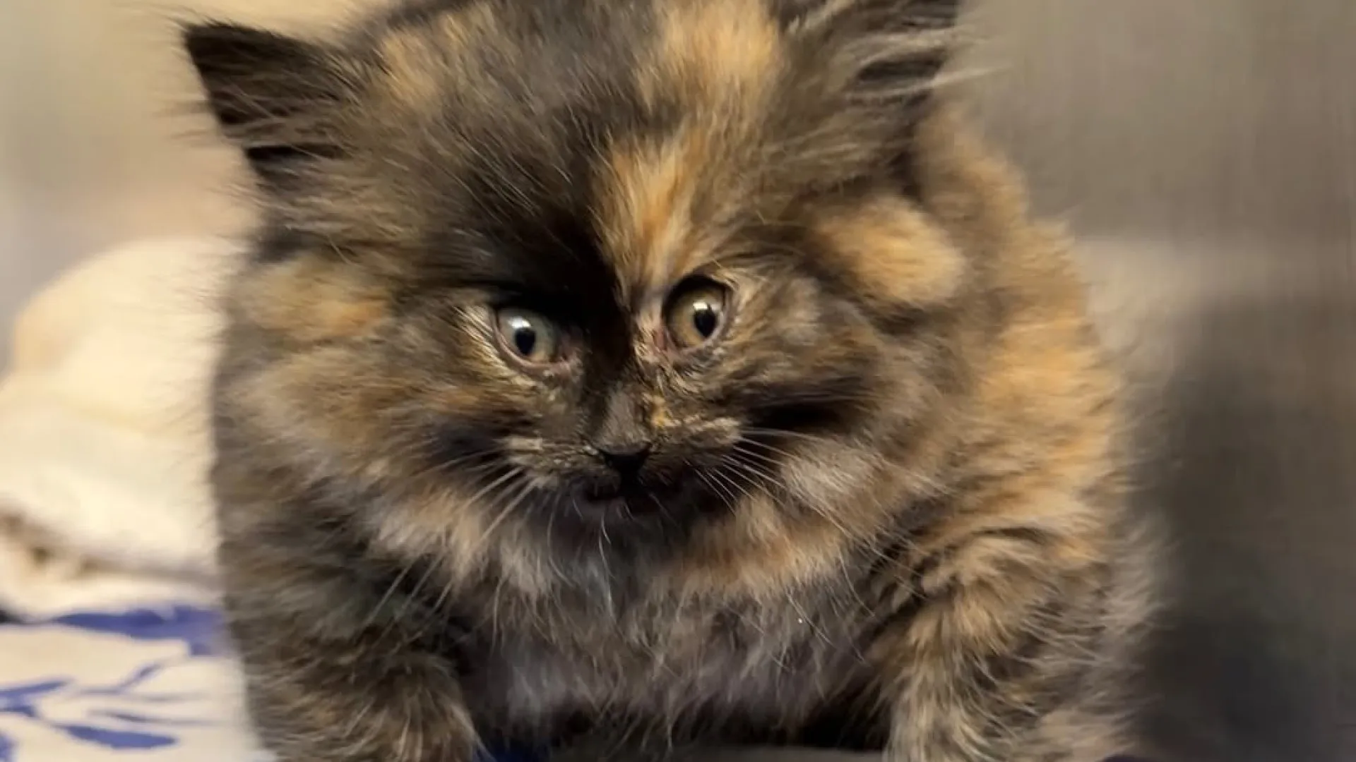 Zoe insuflou e viralizou: Gatinha é considerada o "balão mais amoroso"