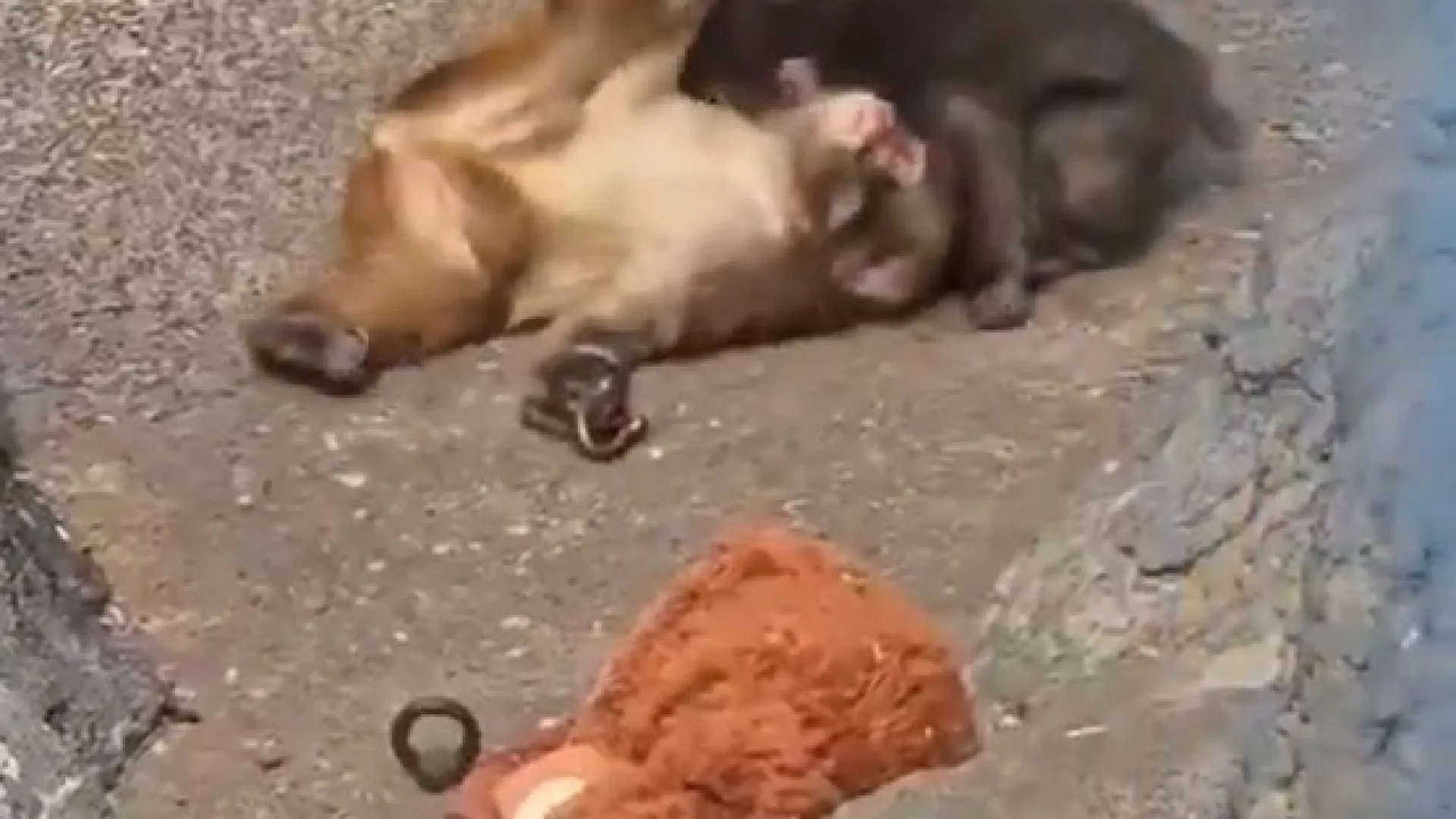 Punch tem namorada? Parece que sim... e chama-se Momo-chan. As imagens