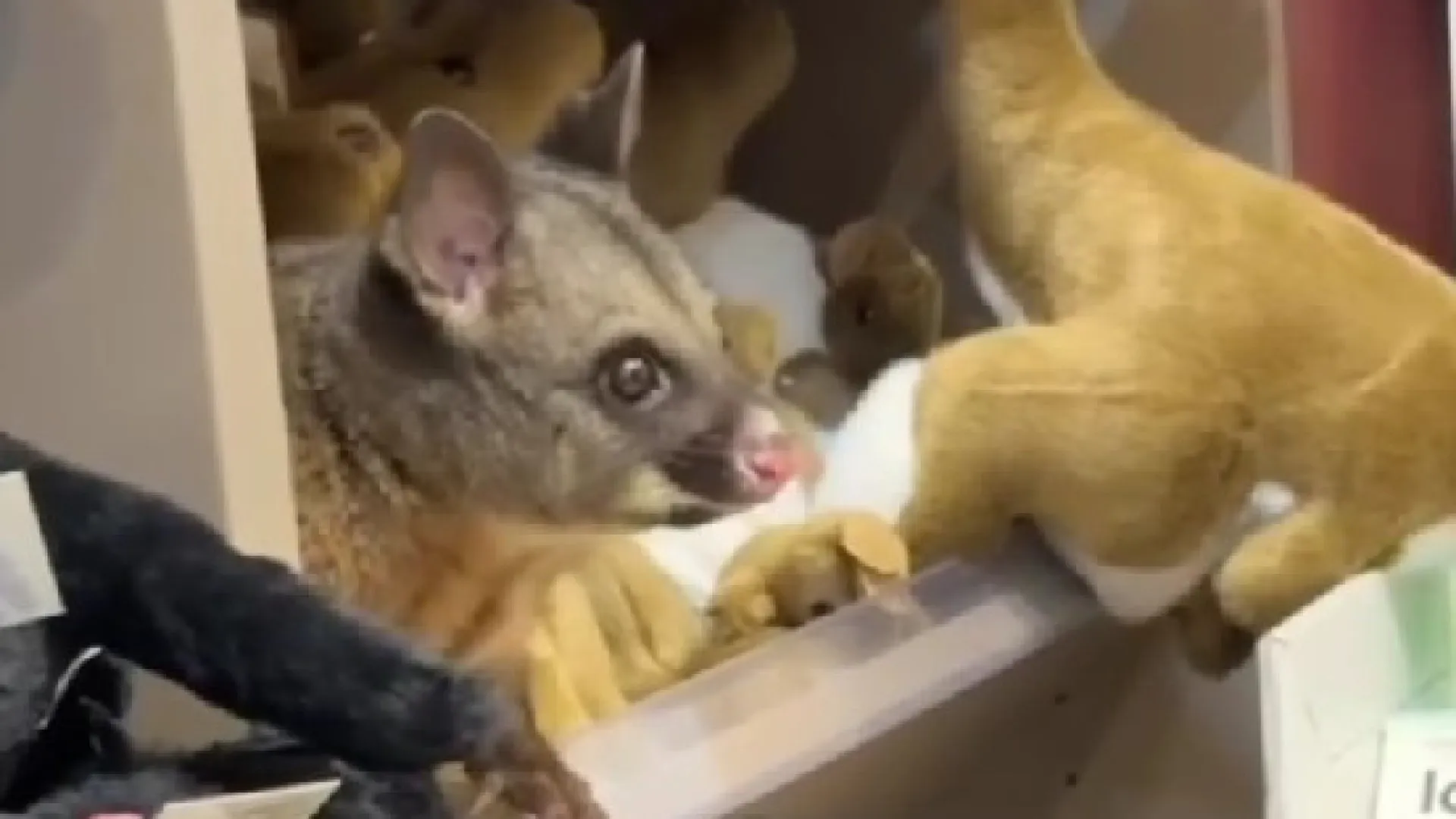 Gambá (real) é encontrado entre peluches de loja na Austrália. Ora veja