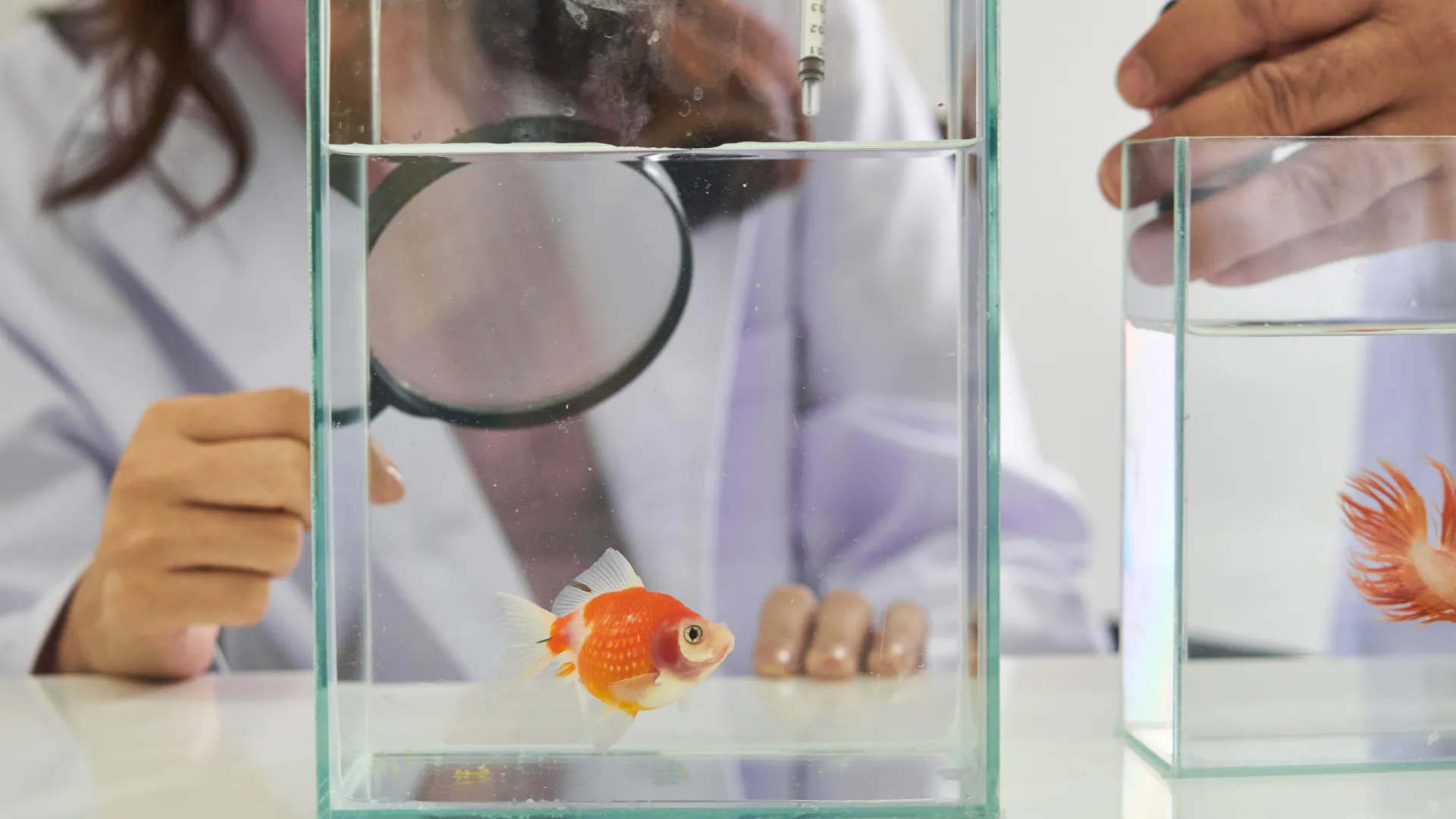 
                    Cientistas revelam como antidepressivos alteram personalidade dos peixes
                