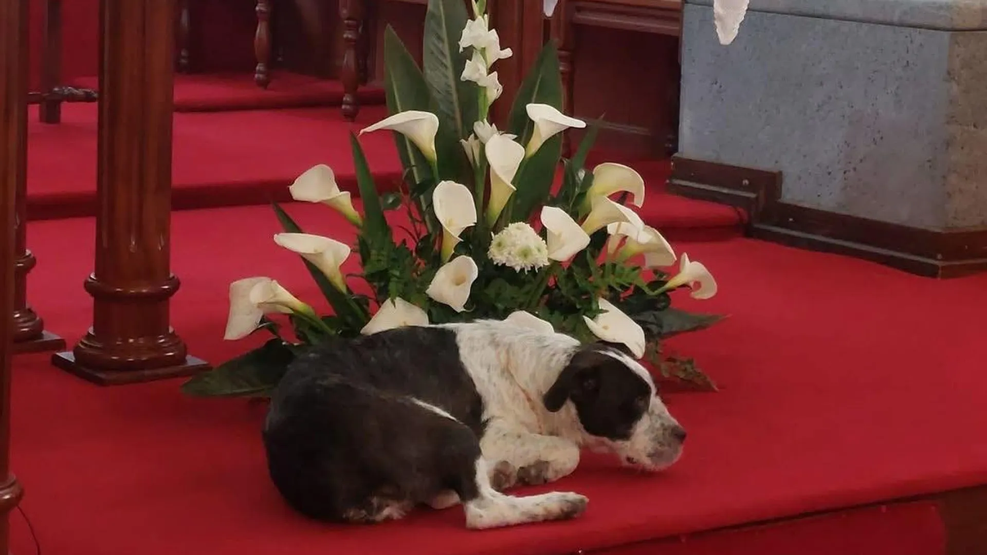 
                    Cadela foge para acompanhar Romeiros. 