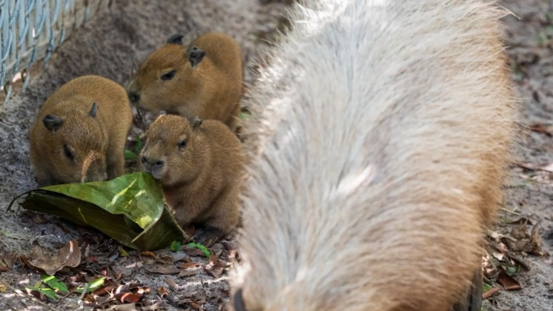 
                    Capivara! Preparado para a fofura? Os novos habitantes de zoo na Florida
                