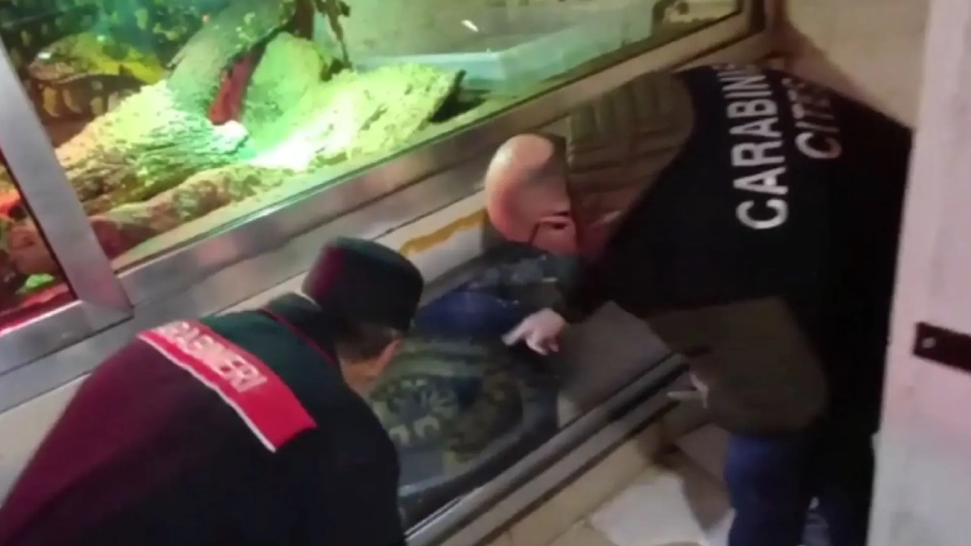 Anacondas, pitons e até crocodilo encontrados em cave de prédio em Itália