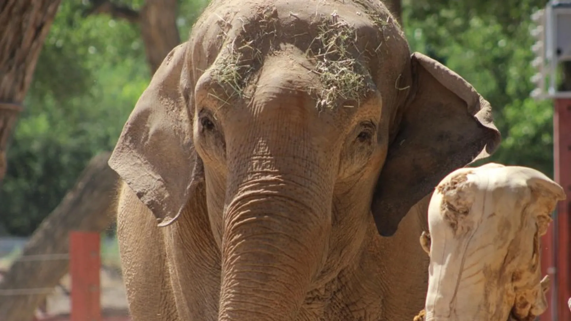 Elefante atrasa abertura de zoo após 'saltar' vedação. "Teve uma noitada"