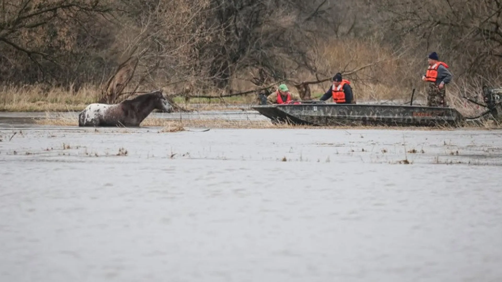 Cavalo resgatado de cheias nos Estados Unidos: "Hipotermia significativa"