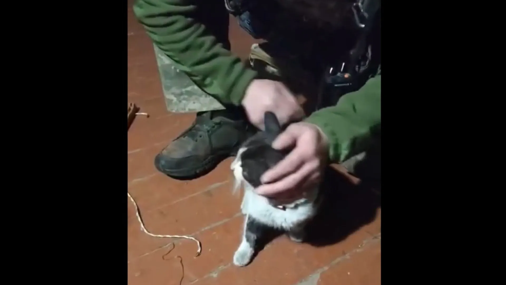 
                    Tropas ucranianas resgatam cão e gato de 