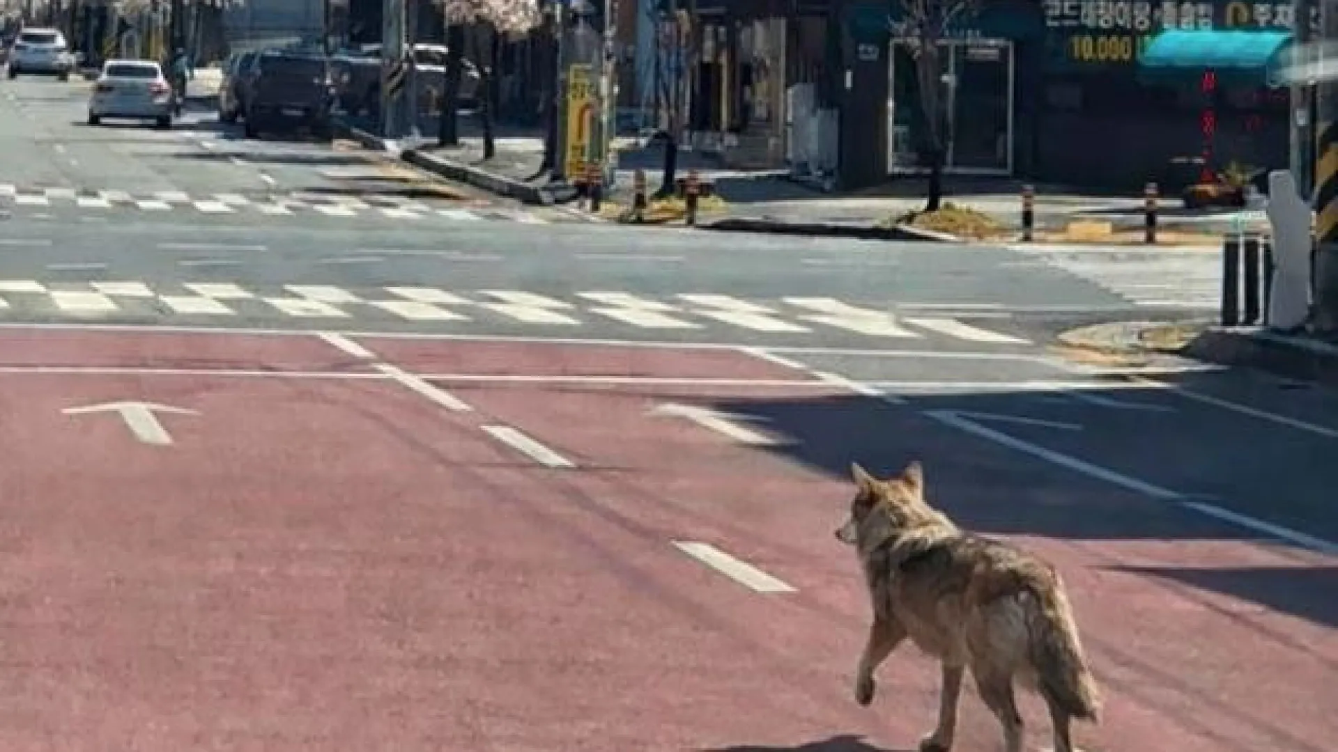 
                    Lobo deixa cidade na Coreia do Sul em alvoroço após fugir de zoo 
                