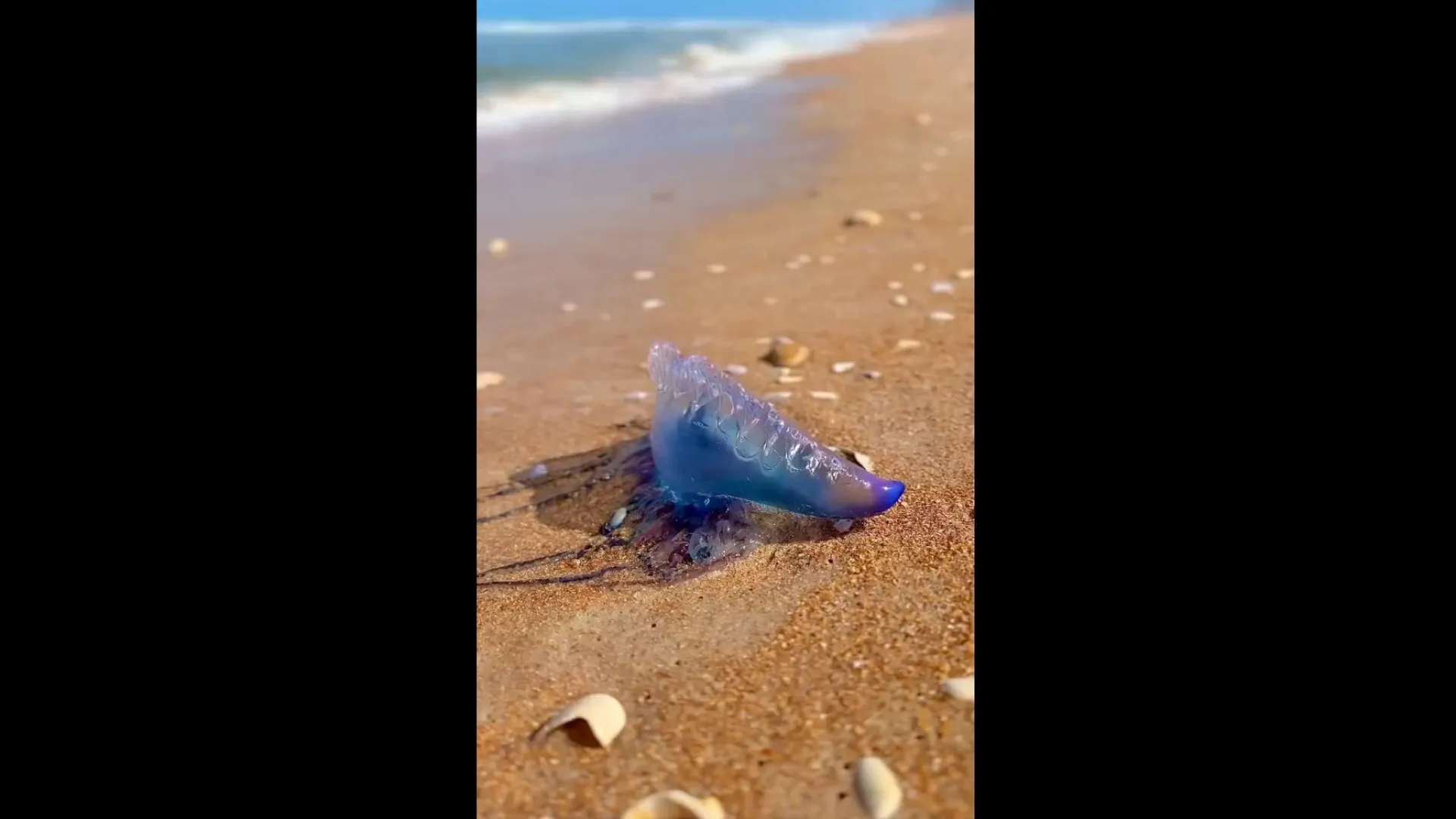 
                    Caravela-portuguesa invadiu a costa dos EUA... e já fez a primeira vítima
                
